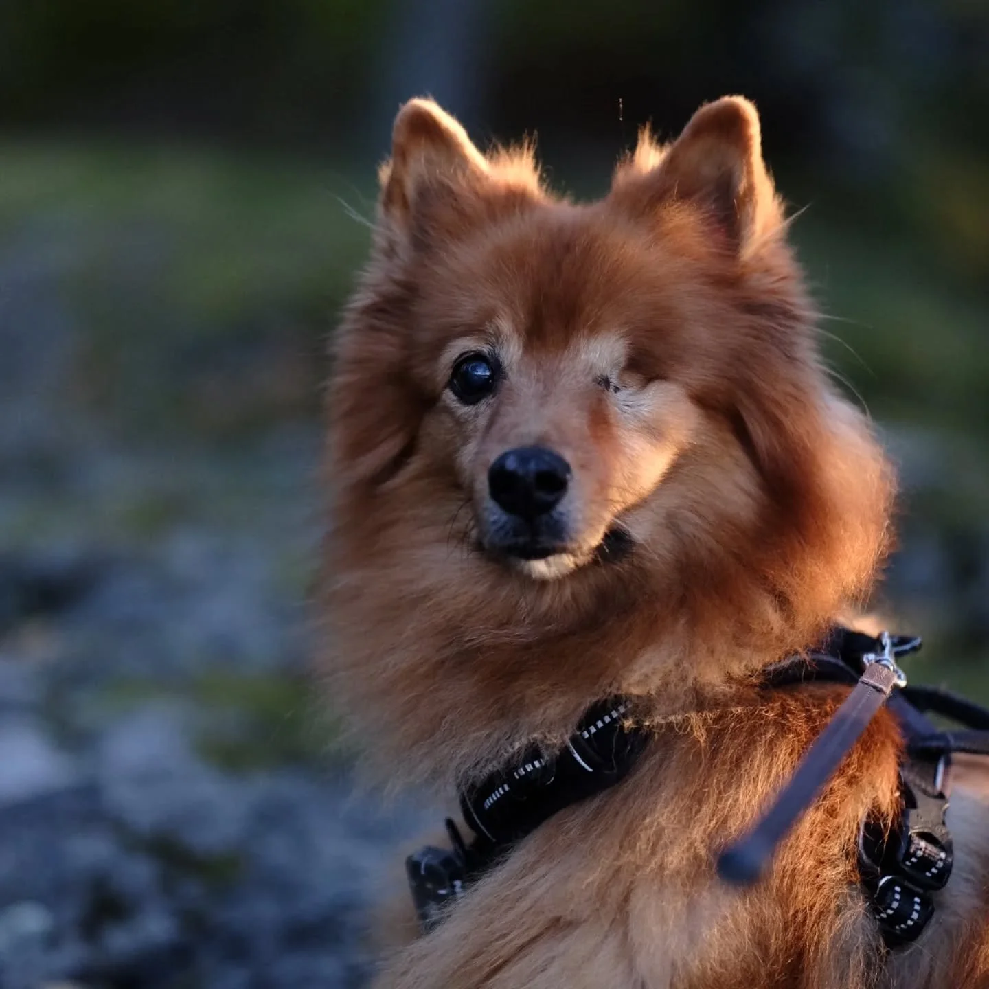 Pixel
Pluie-Ciel, Poussil, p'tit loup, loulou
2012-2026

J'aurais voulu qu'on arpente plus longtemps les for&ecirc;ts su&eacute;doises ensemble, mais voil&agrave; : la vie est injuste. Vous &ecirc;tes des petits rayons de soleil &eacute;ph&eacute;m&e