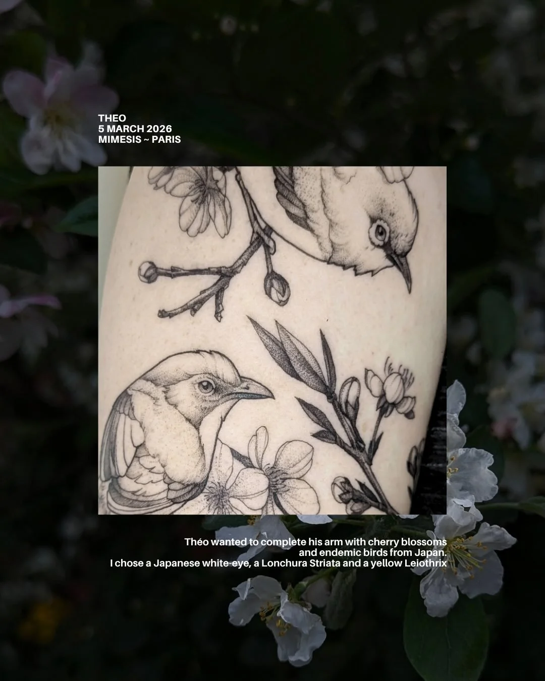 Thank you Theo, it was a pleasure to tattoo this big piece on your arm, I love this tattoo!
We ended with 3 types of Japanese birds on cherry blossoms branches, with a nice connexion between all of them 🐦&zwj;⬛

Done in Paris at @mimesis.paris 

Cur