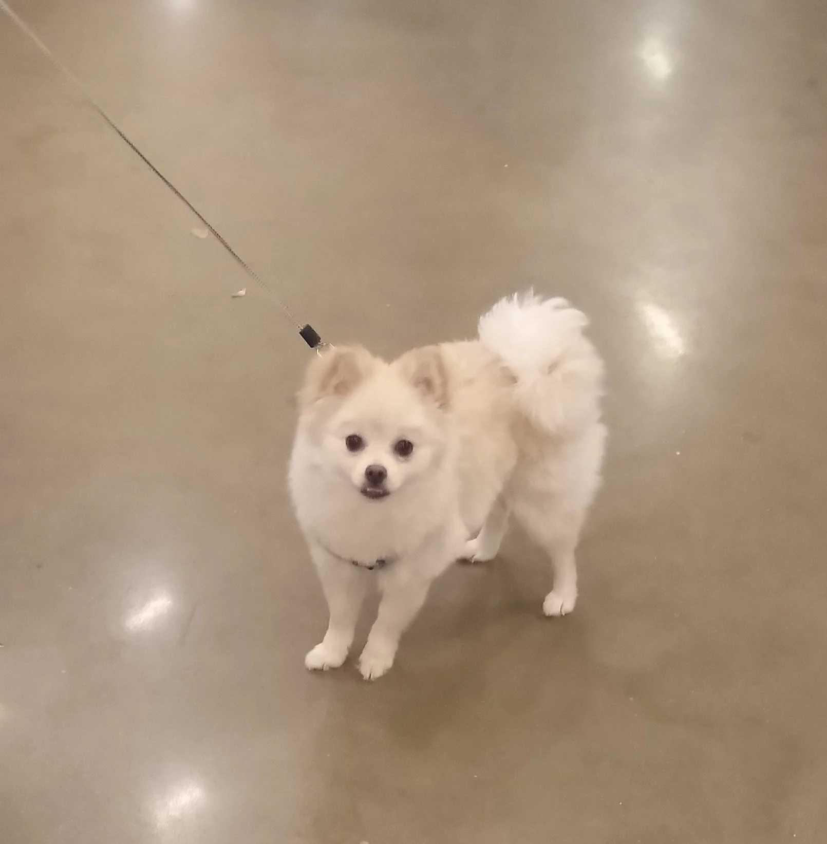puppythepom1.jpg