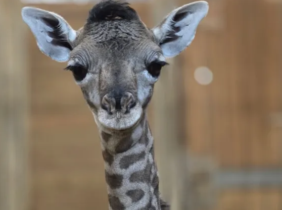Image Courtesy of Brevard Zoo