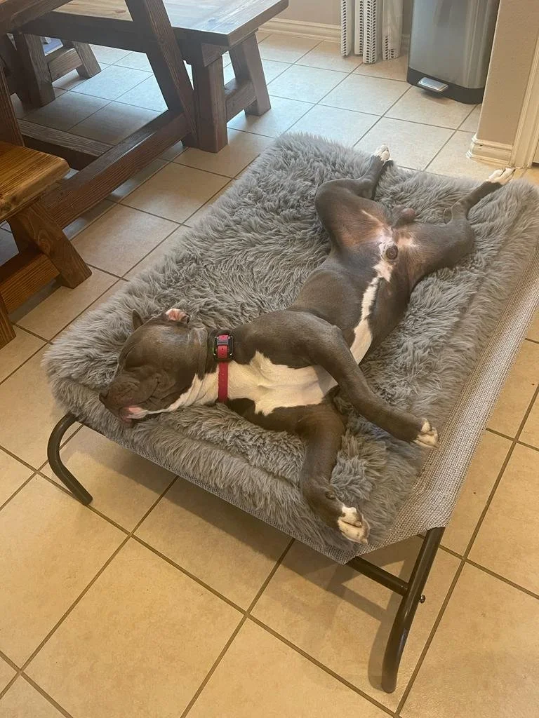 Blue Sleeping on Place.jpeg