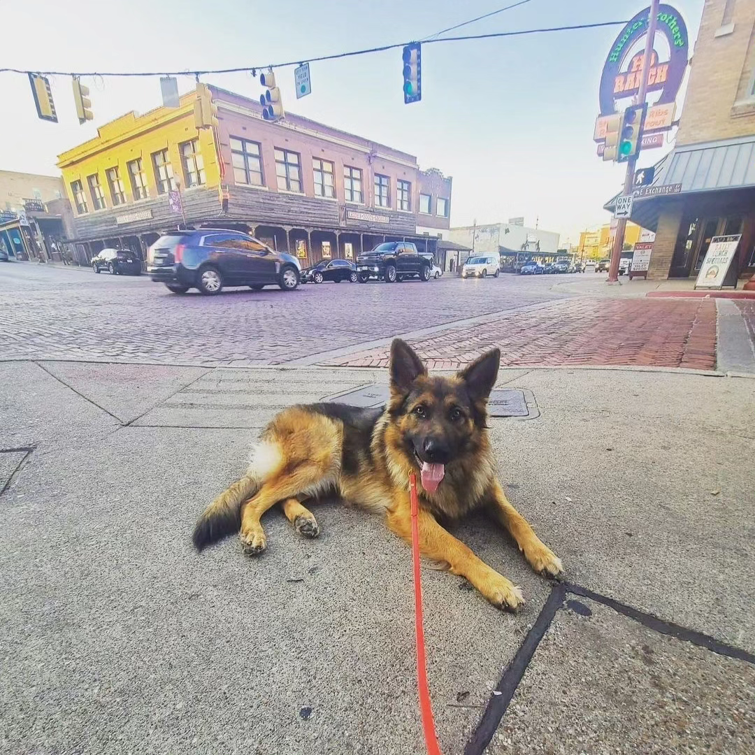 Gus @ Stockyards.png