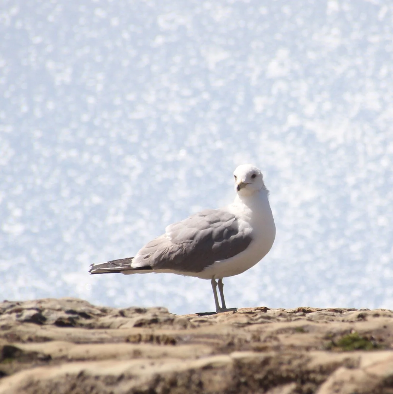 Bird.jpg