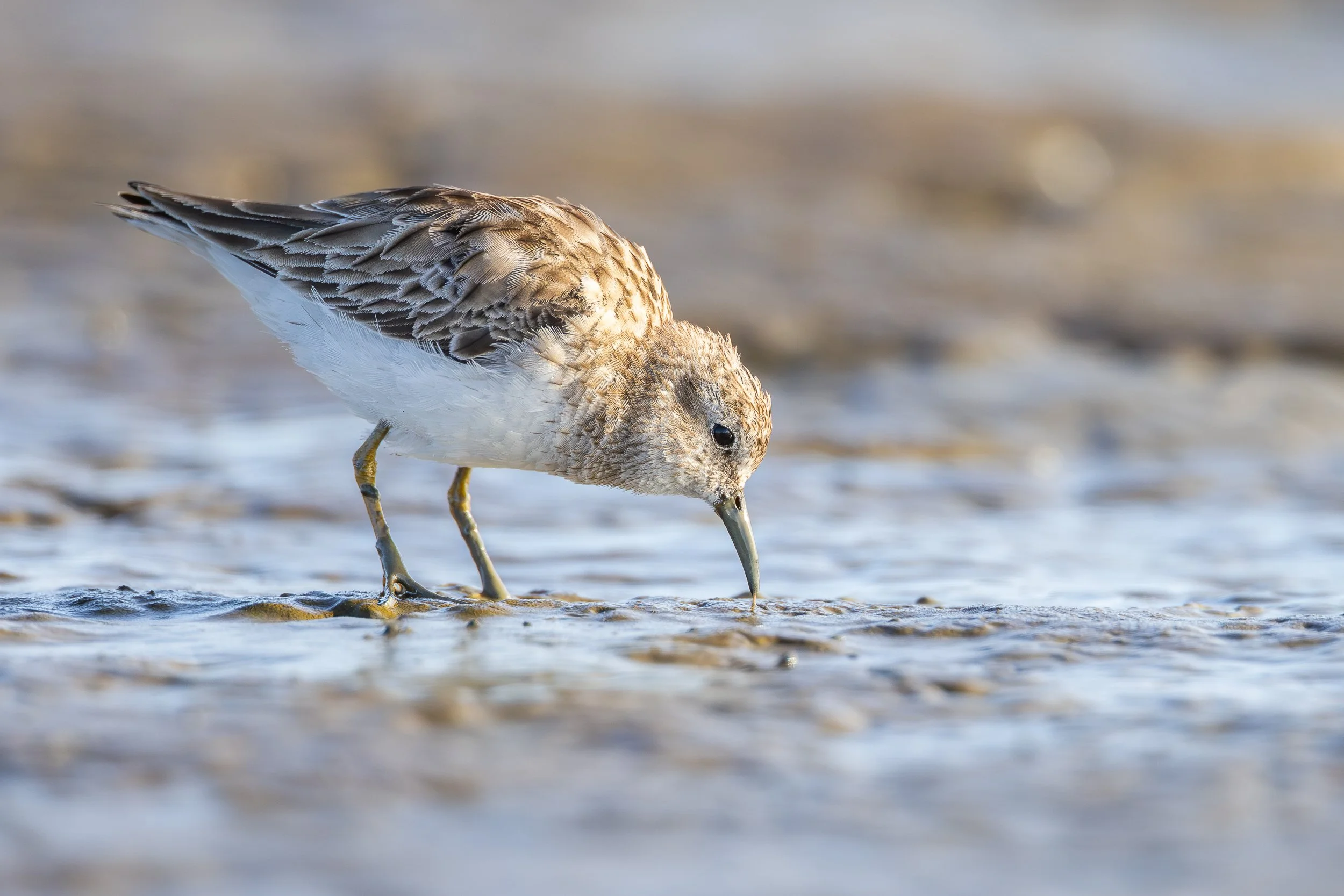 Website-Least Sandpiper-PA Baylands-March 22, 2026-1.jpg
