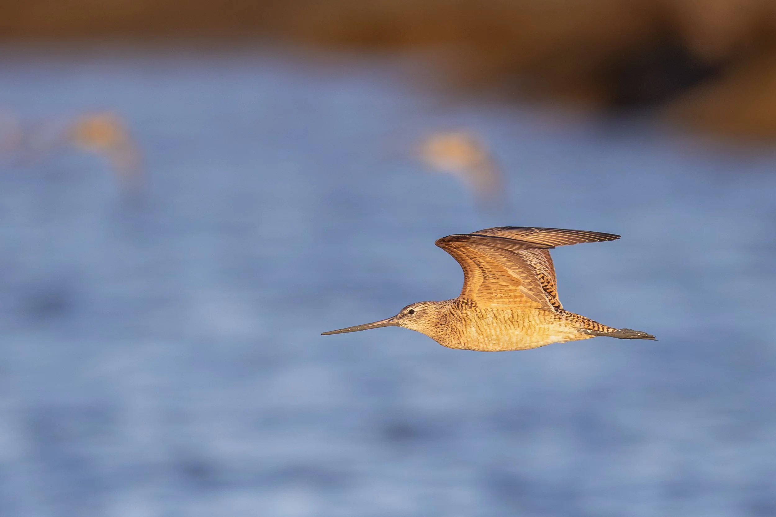 Website-Marbled Godwit-PA Baylands-March 21, 2026-1.jpg