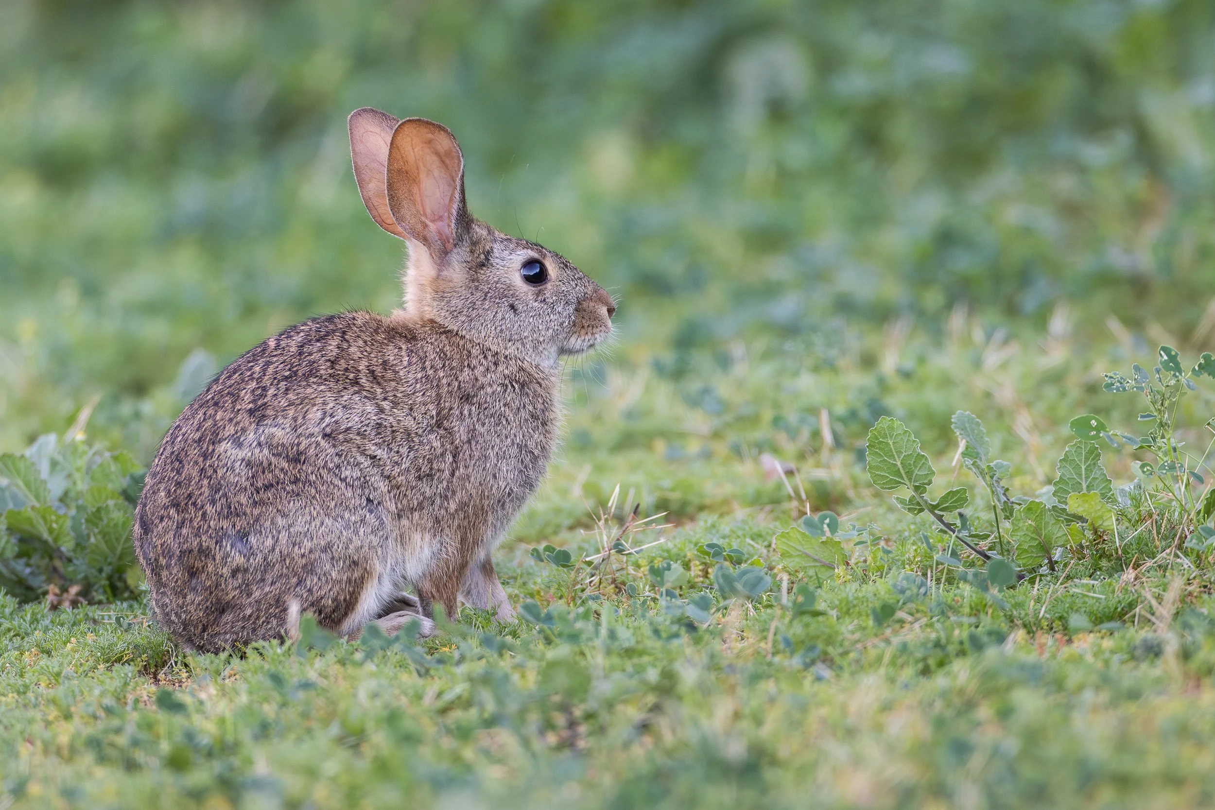 Website-Brush Rabbit-PA Baylands-March 20, 2026-1.jpg