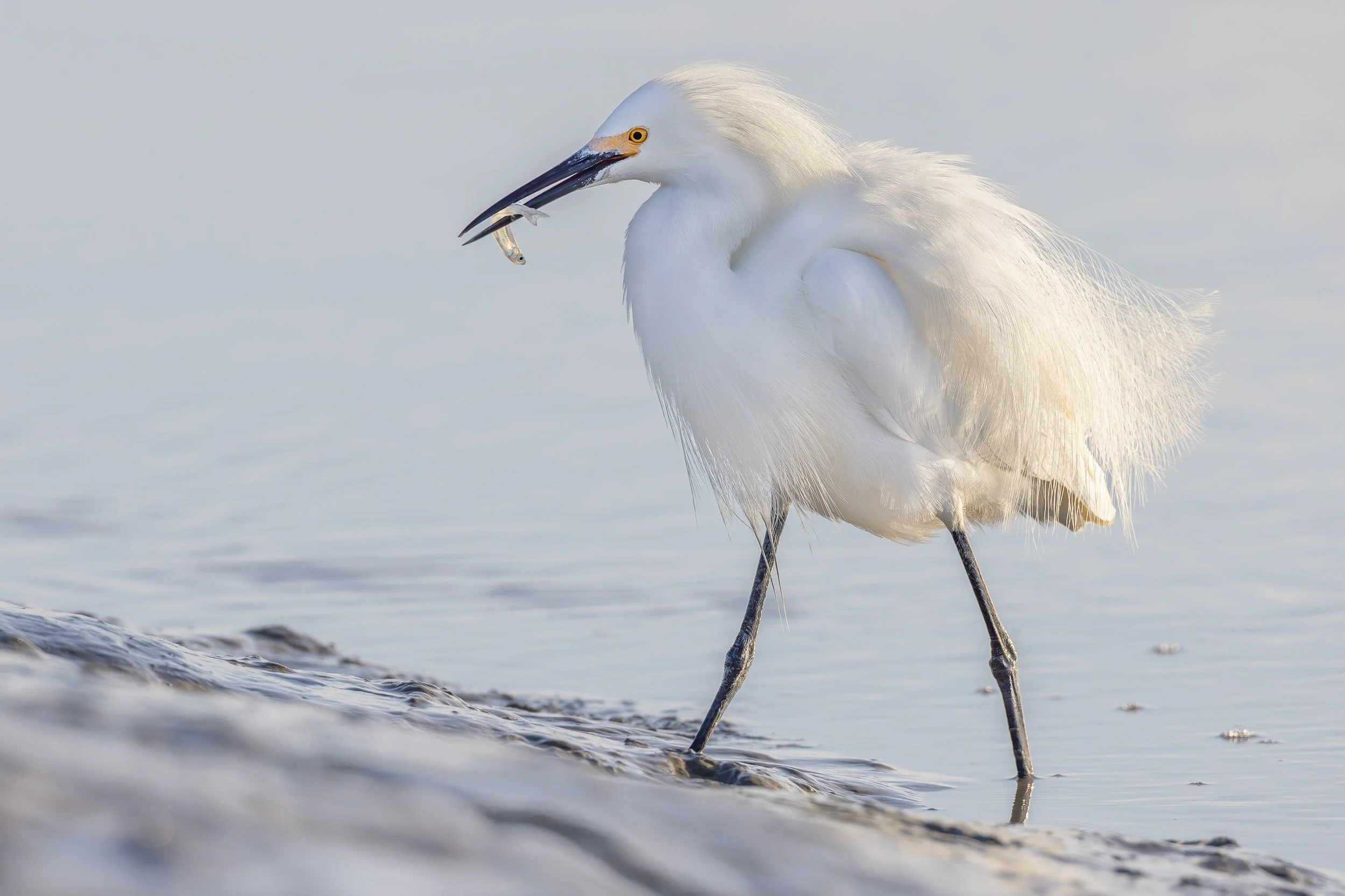 Snowy Egret with Smelt, Palo Alto, California
