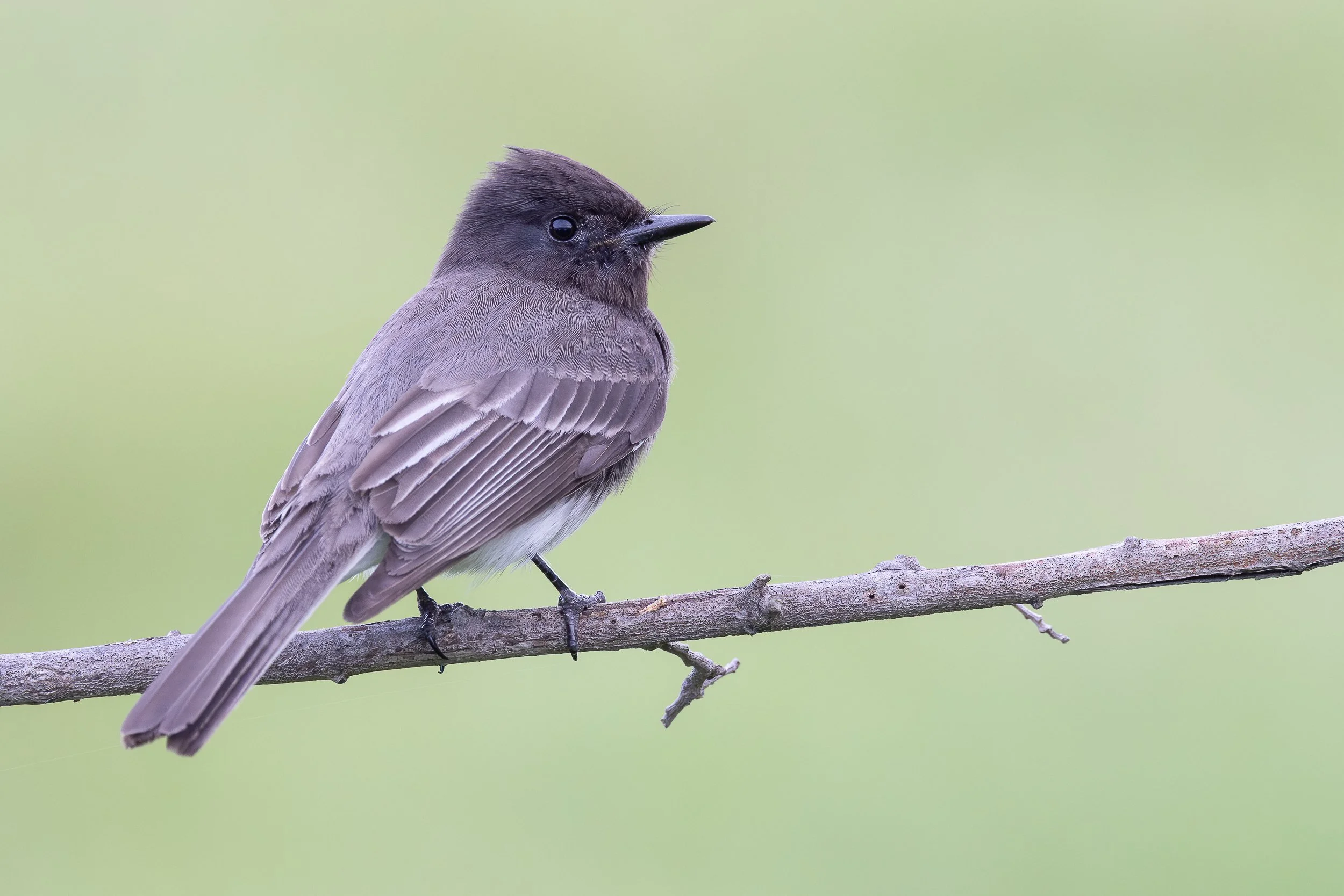 Black Phoebe, Palo Alto, California