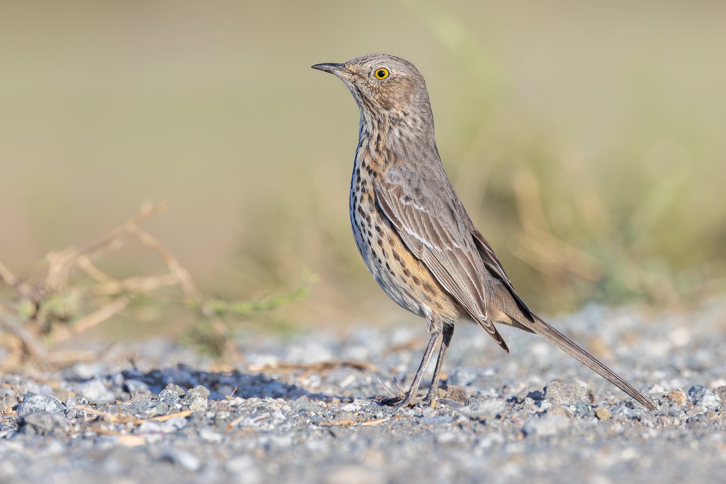 Sage Thrasher, Palo Alto, California
