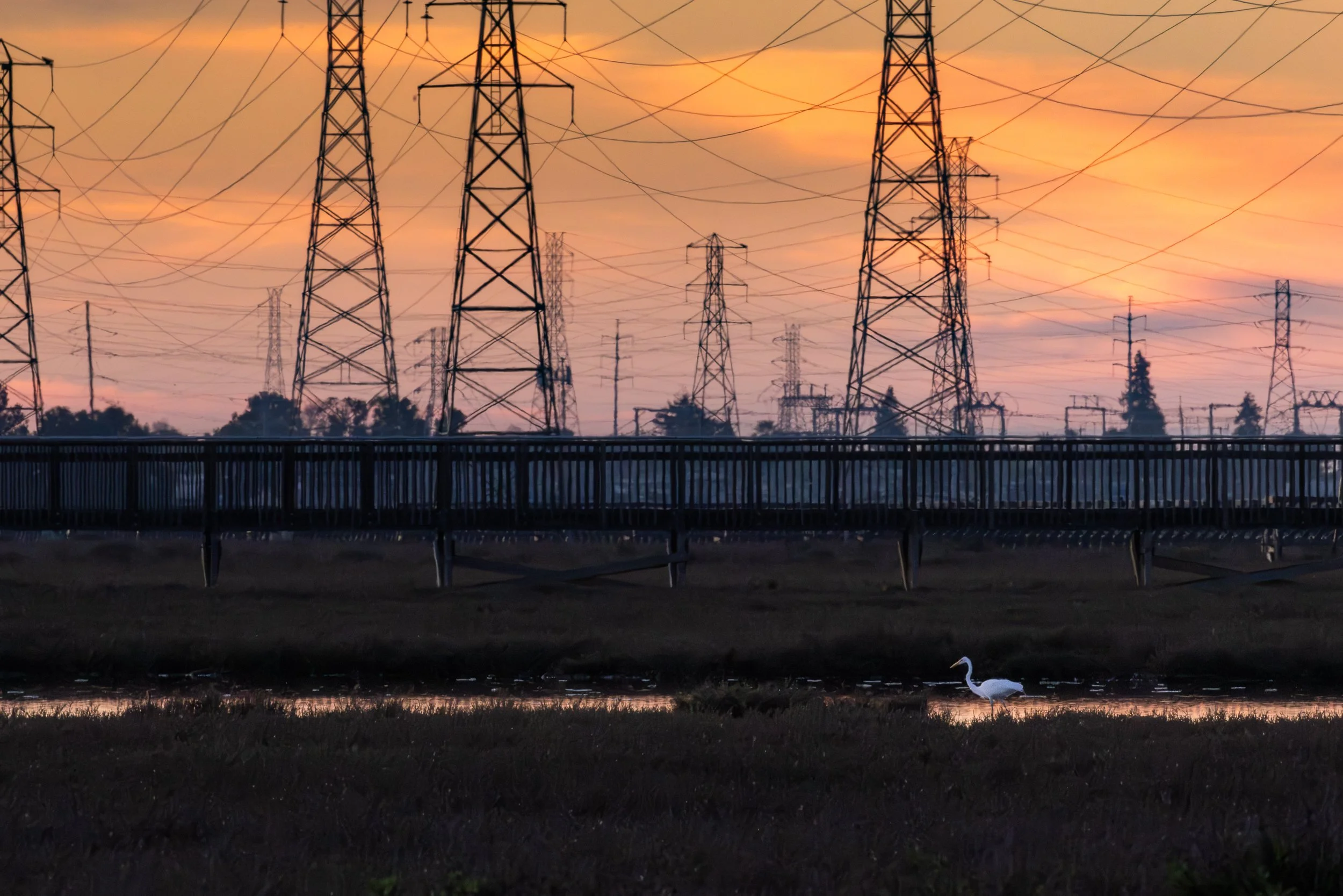 Great Egret at Dusk, Palo Alto, California