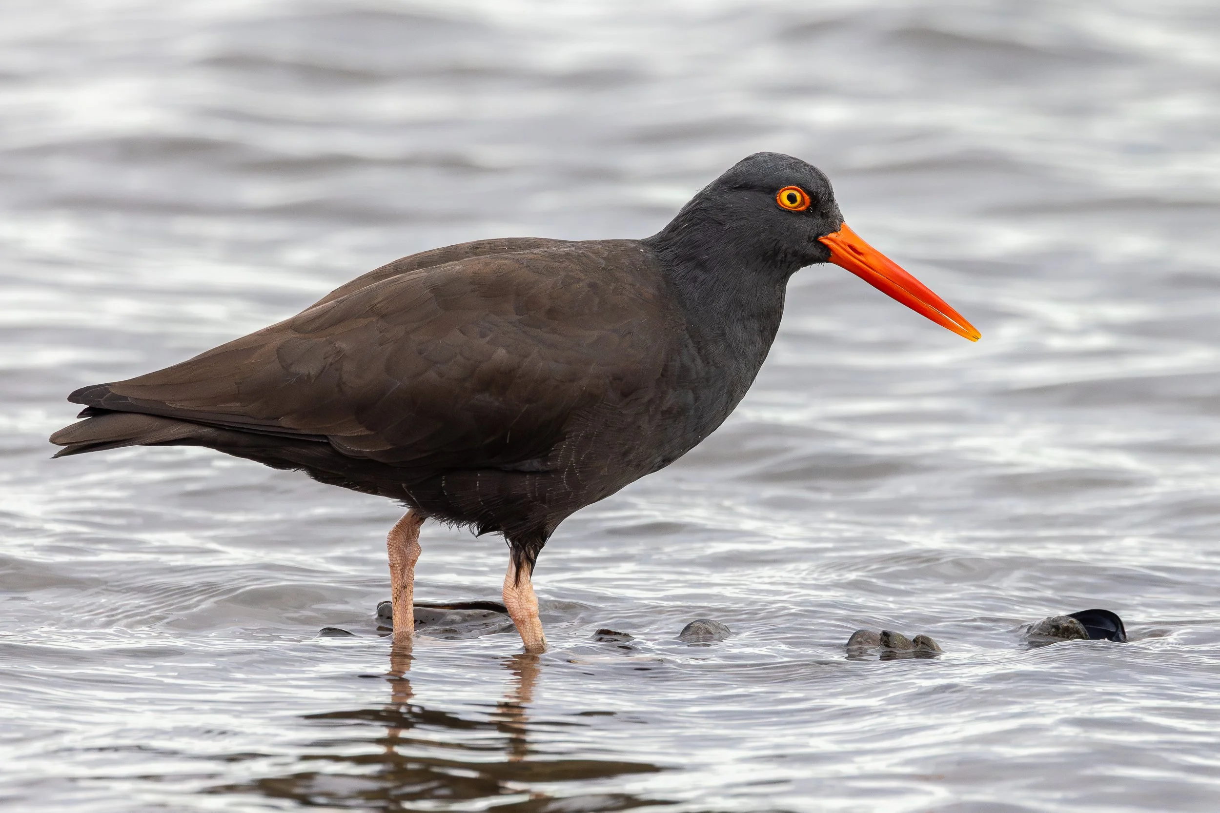 Black Oystercatcher, Mountain View, California