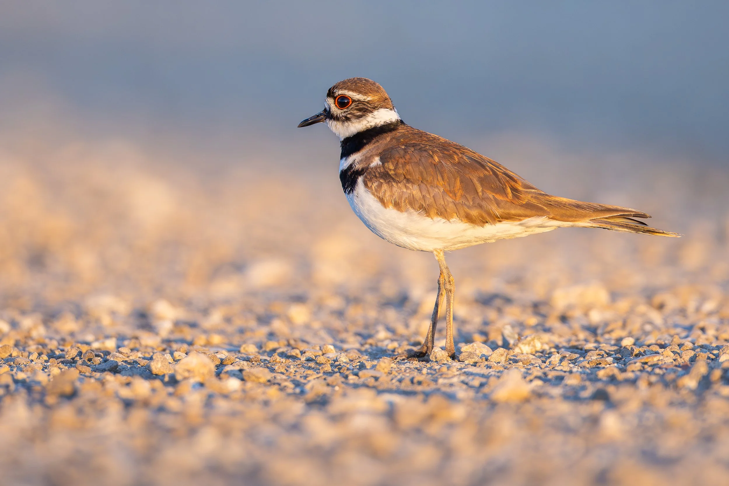 Website-Killdeer-PA Baylands-March 21, 2026-1.jpg