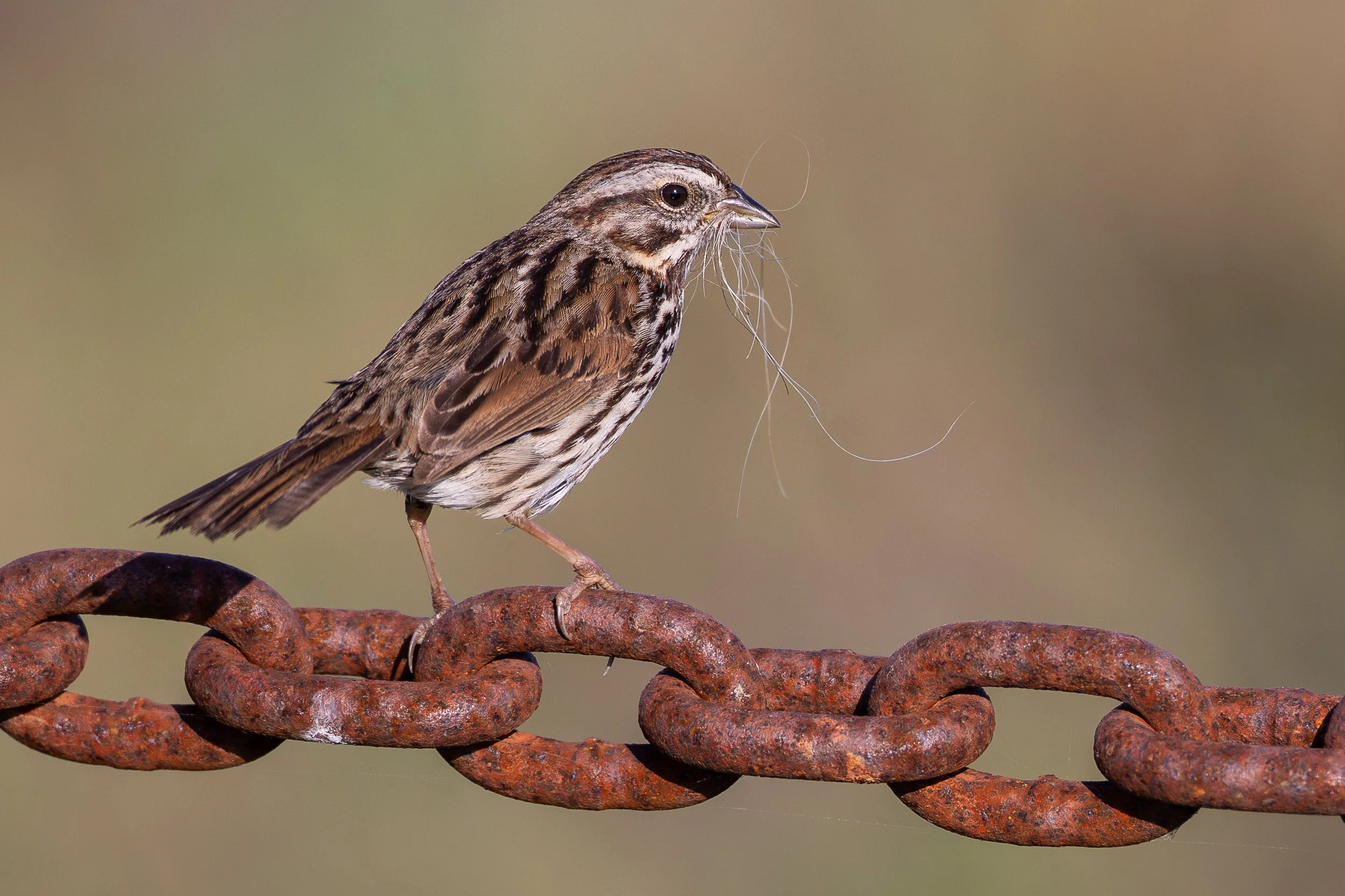 Website-Song Sparrow-PA Baylands-March 22, 2026-1.jpg
