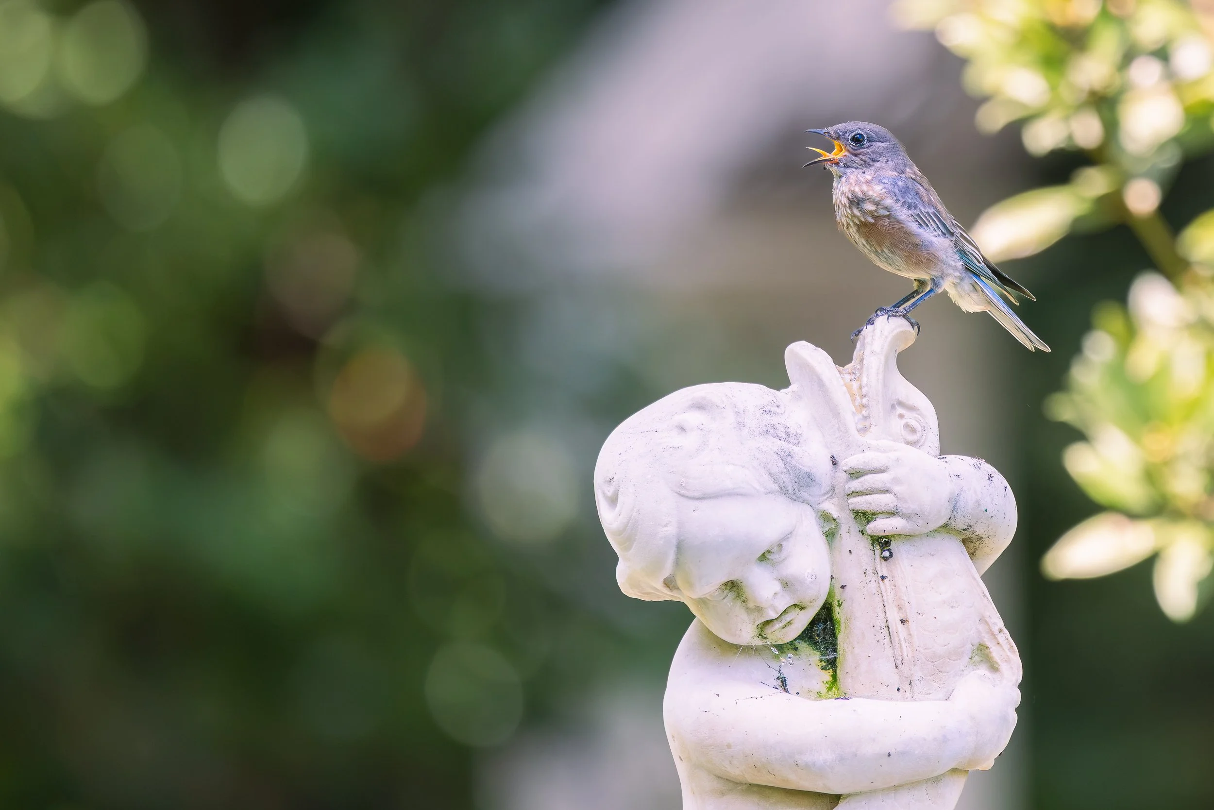 Website-Western Bluebird-Ardenwood-September 04, 2026-1.jpg