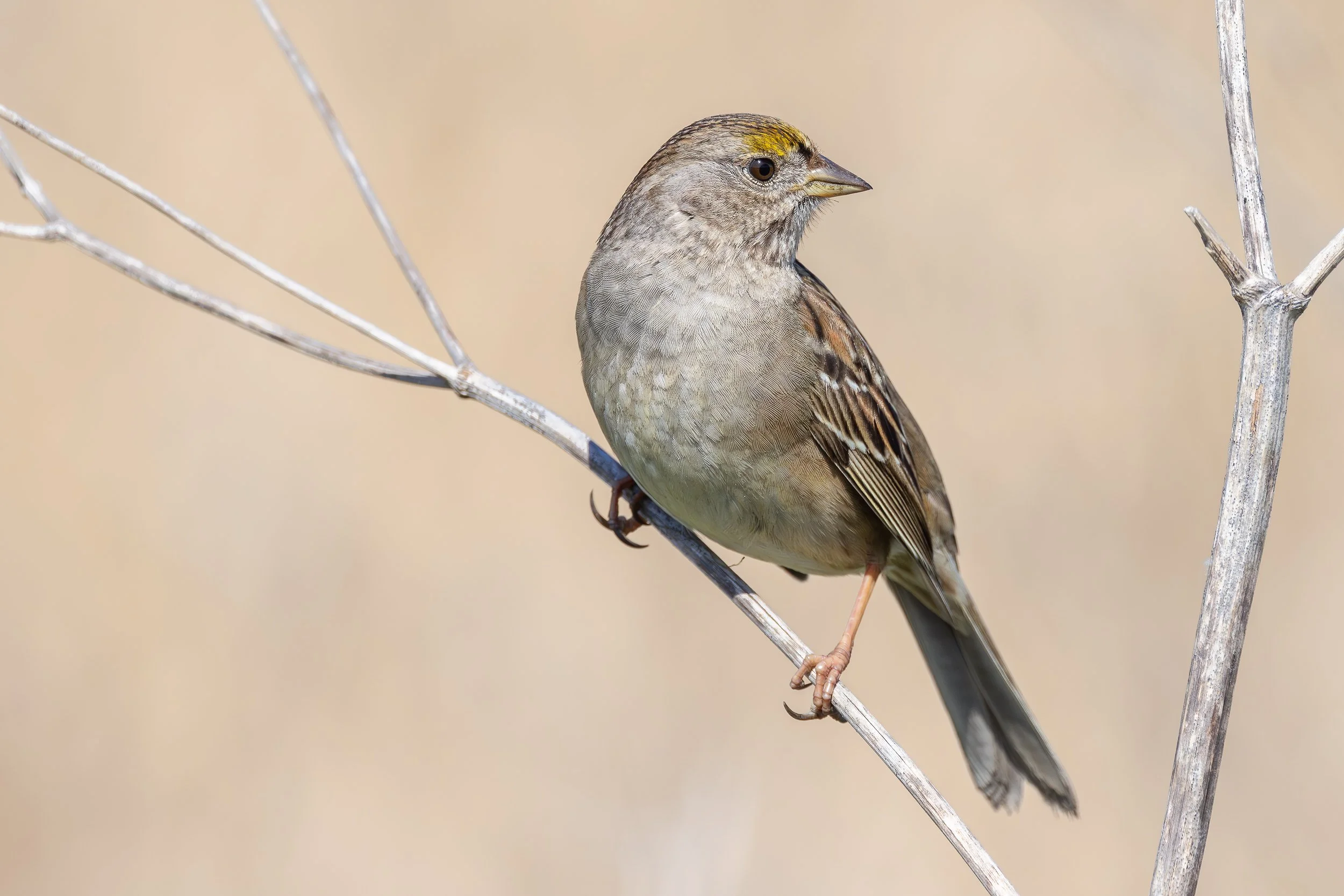 Golden-crowned Sparrow, Mountain View, California