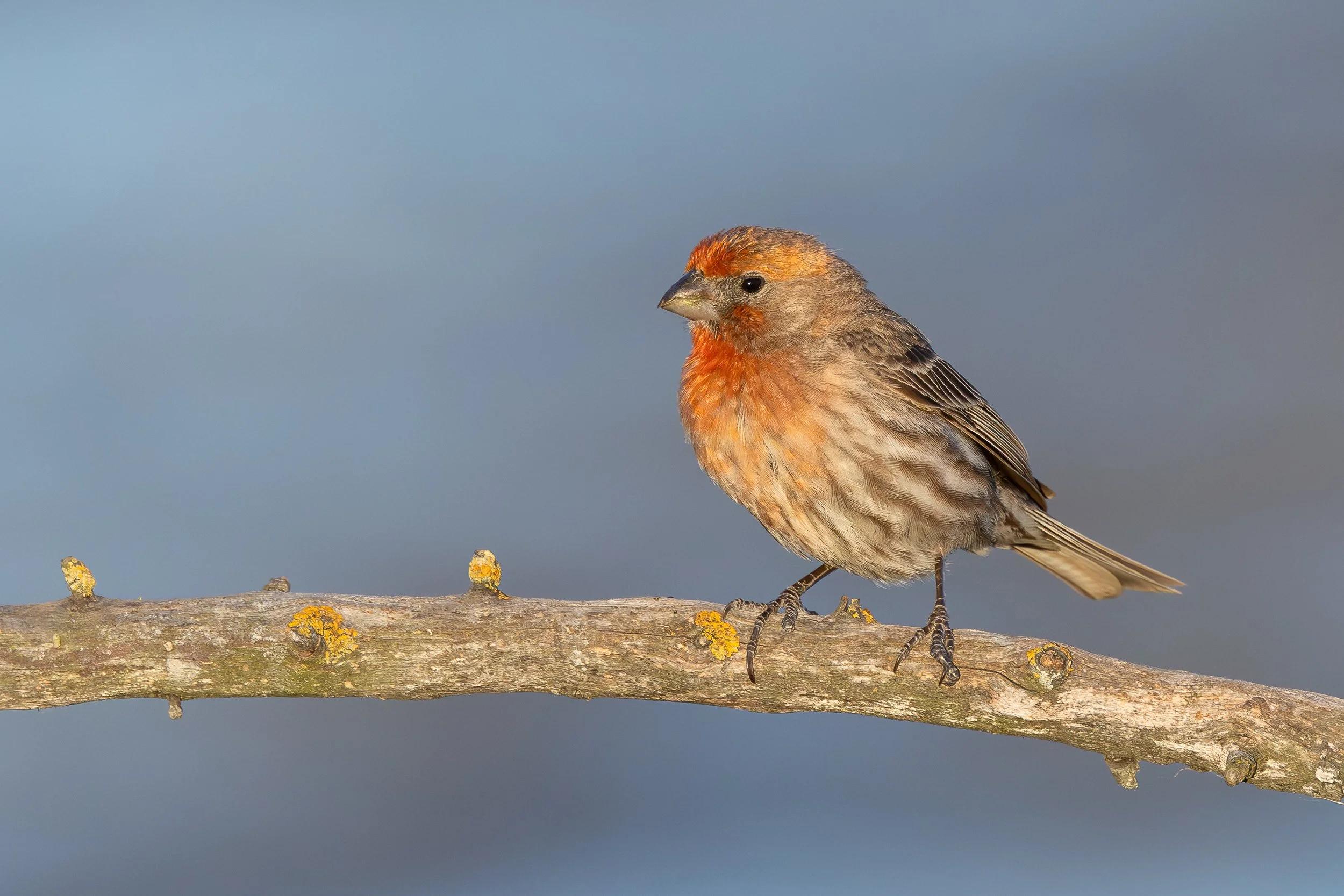 House Finch