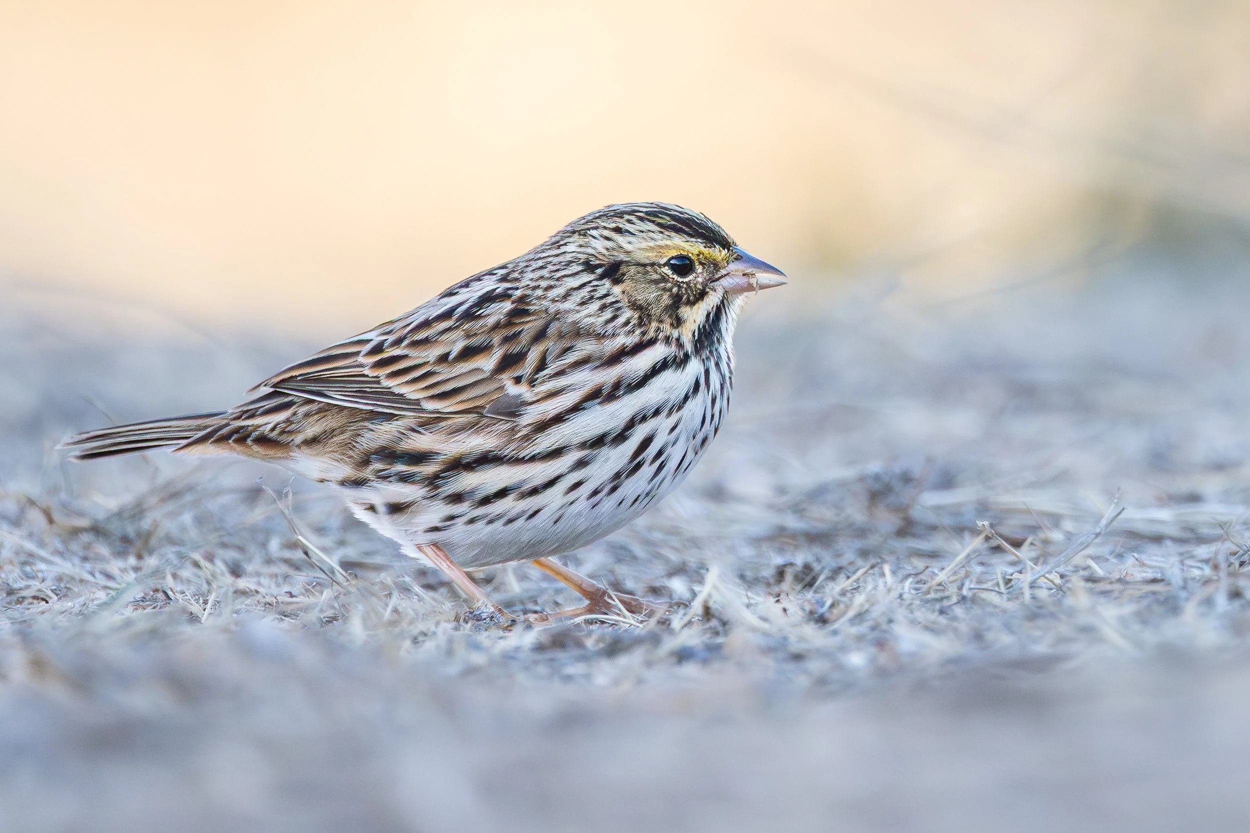 Savannah Sparrow, Palo Alto, California