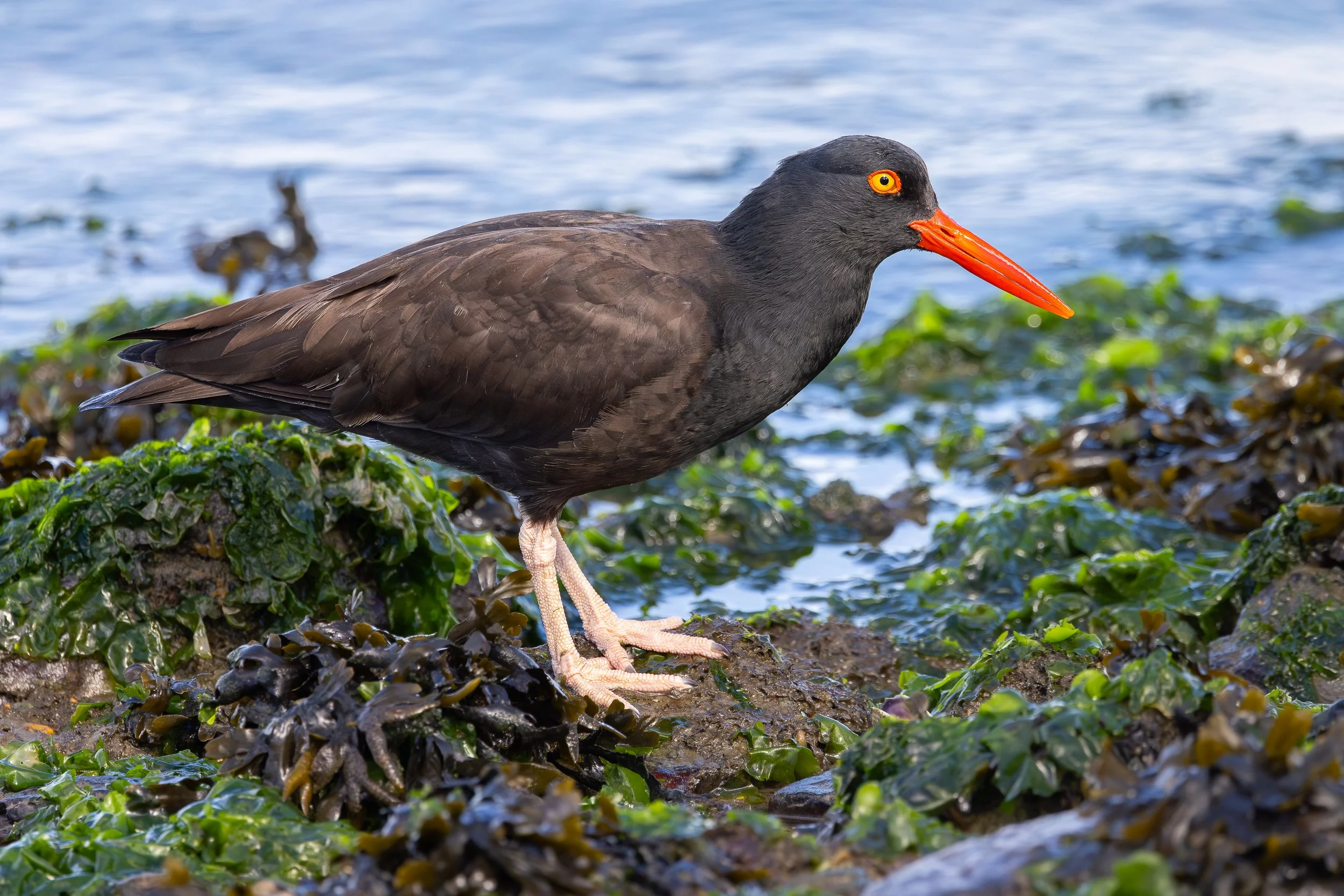 Black Oystercatcher, San Mateo, California
