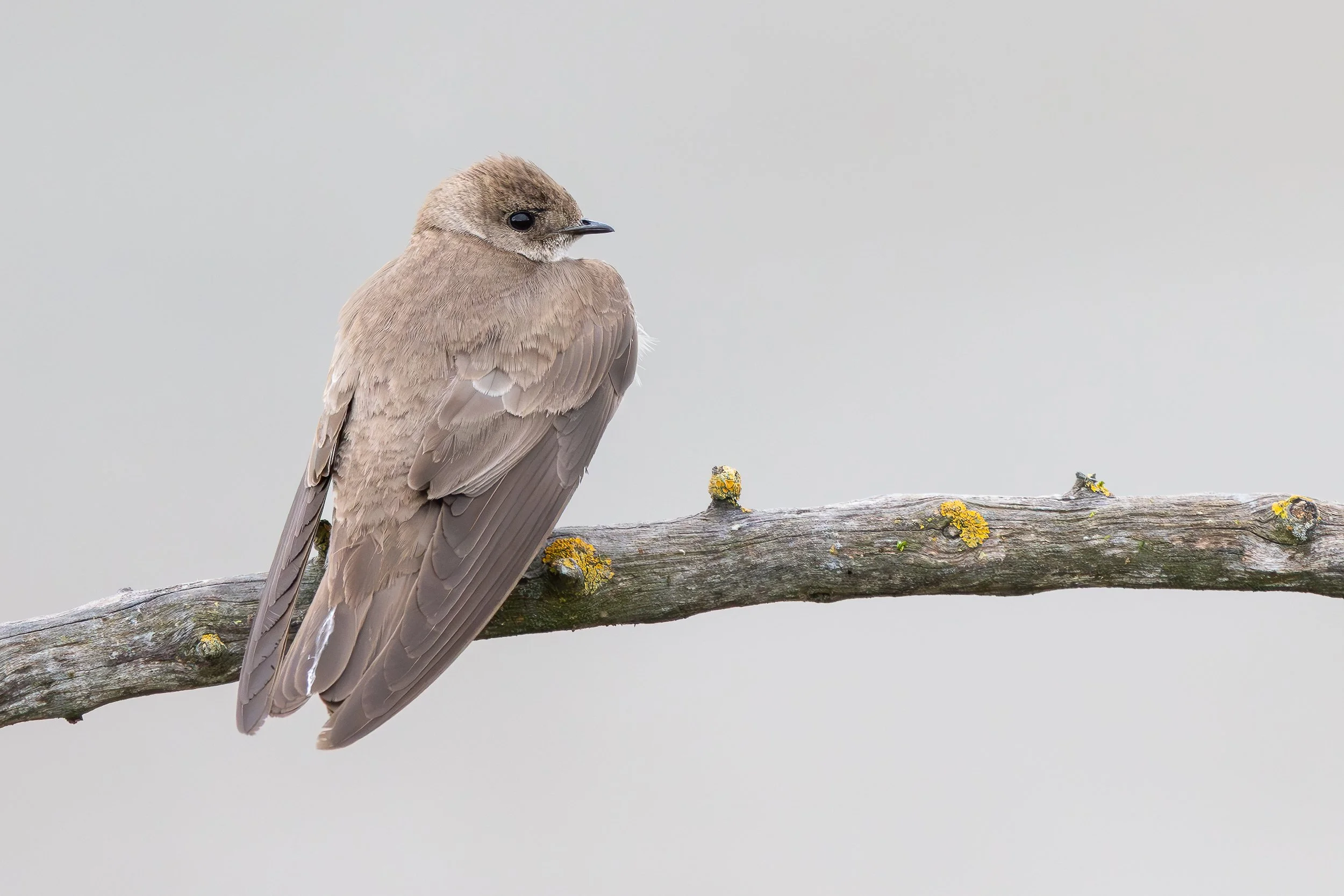 BIRDING OR PHOTOGRAPHY?