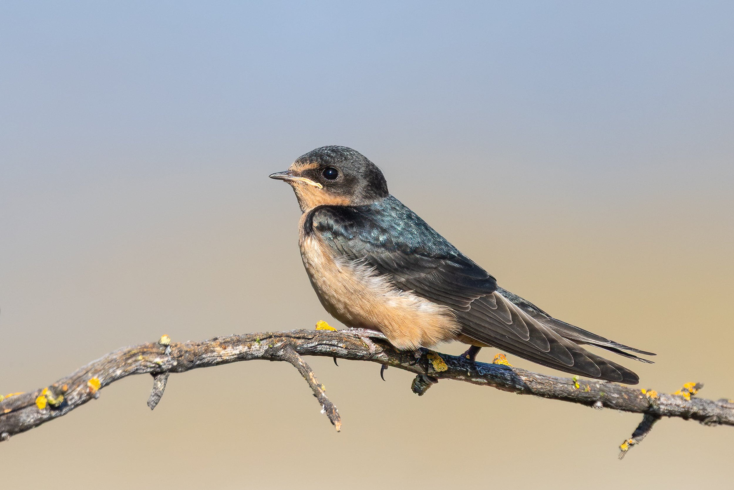 Tree Swallow