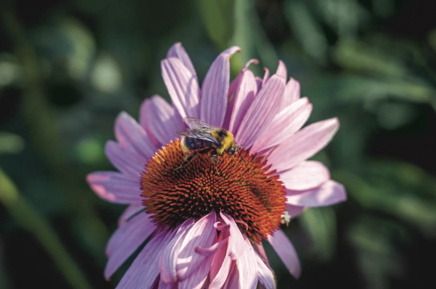 First Friday with Local Nature Photographer Ben True @Helix Wines