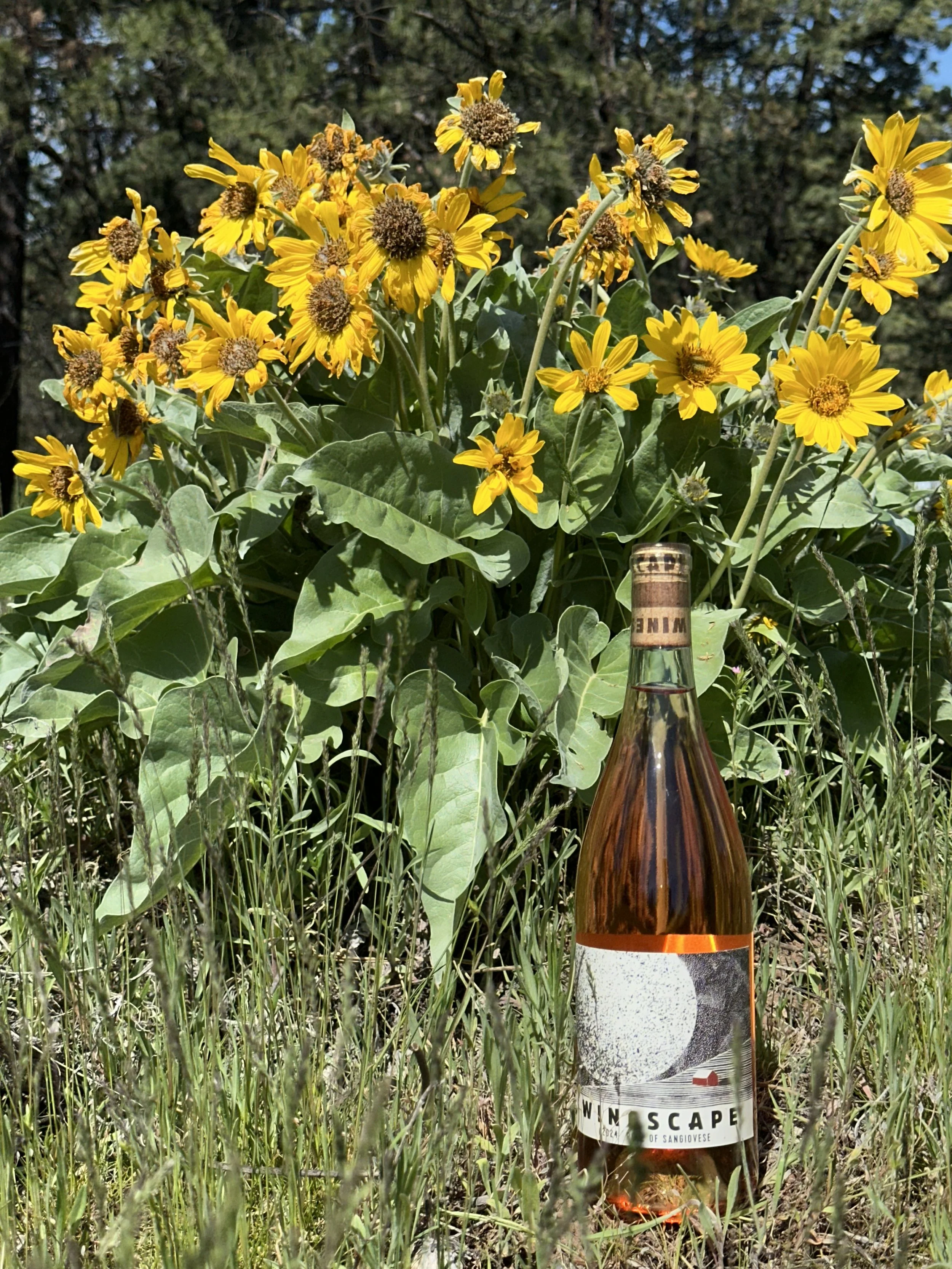 Sprig Release at Winescape