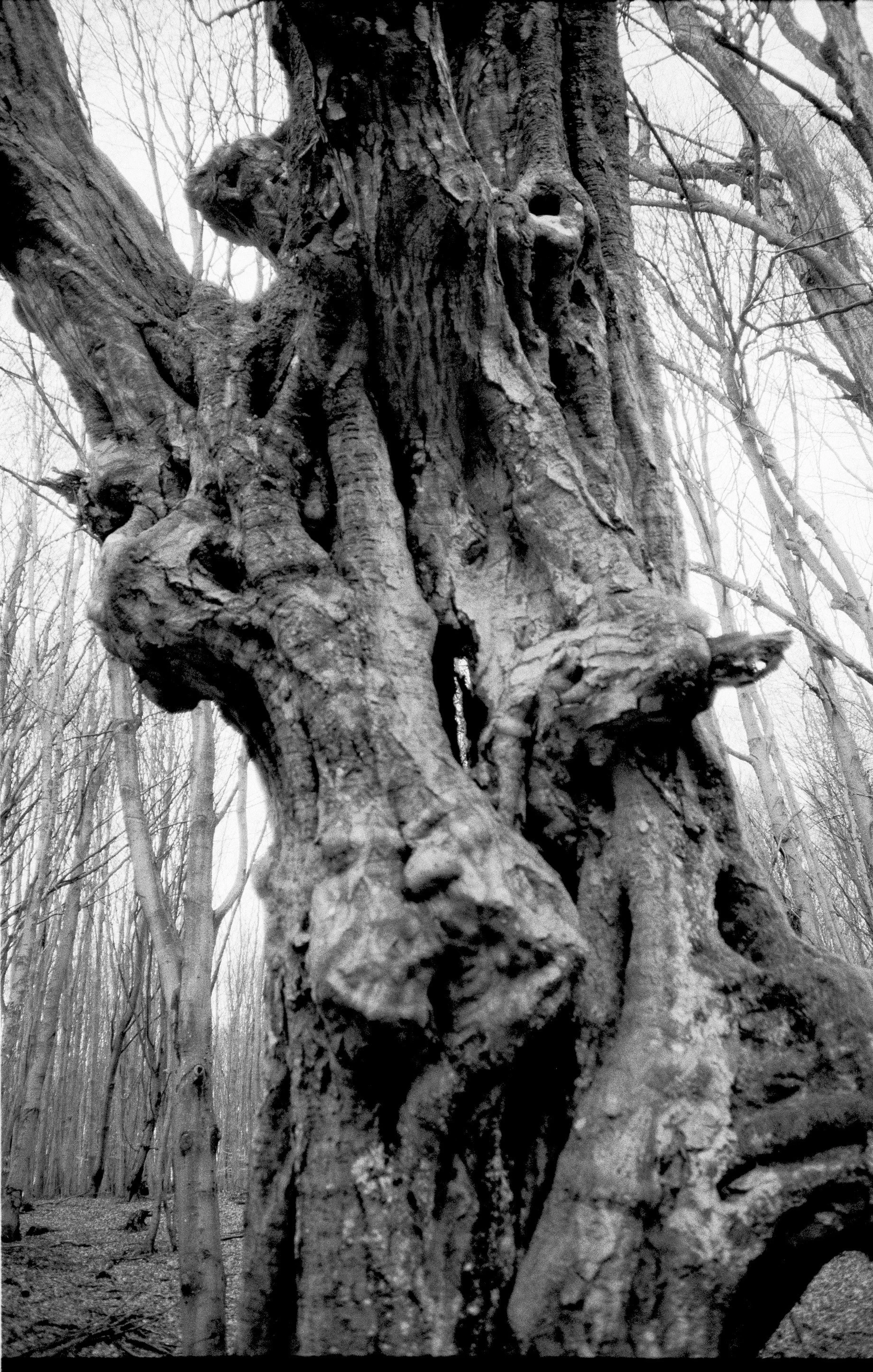 Untitled101 copy.jpg