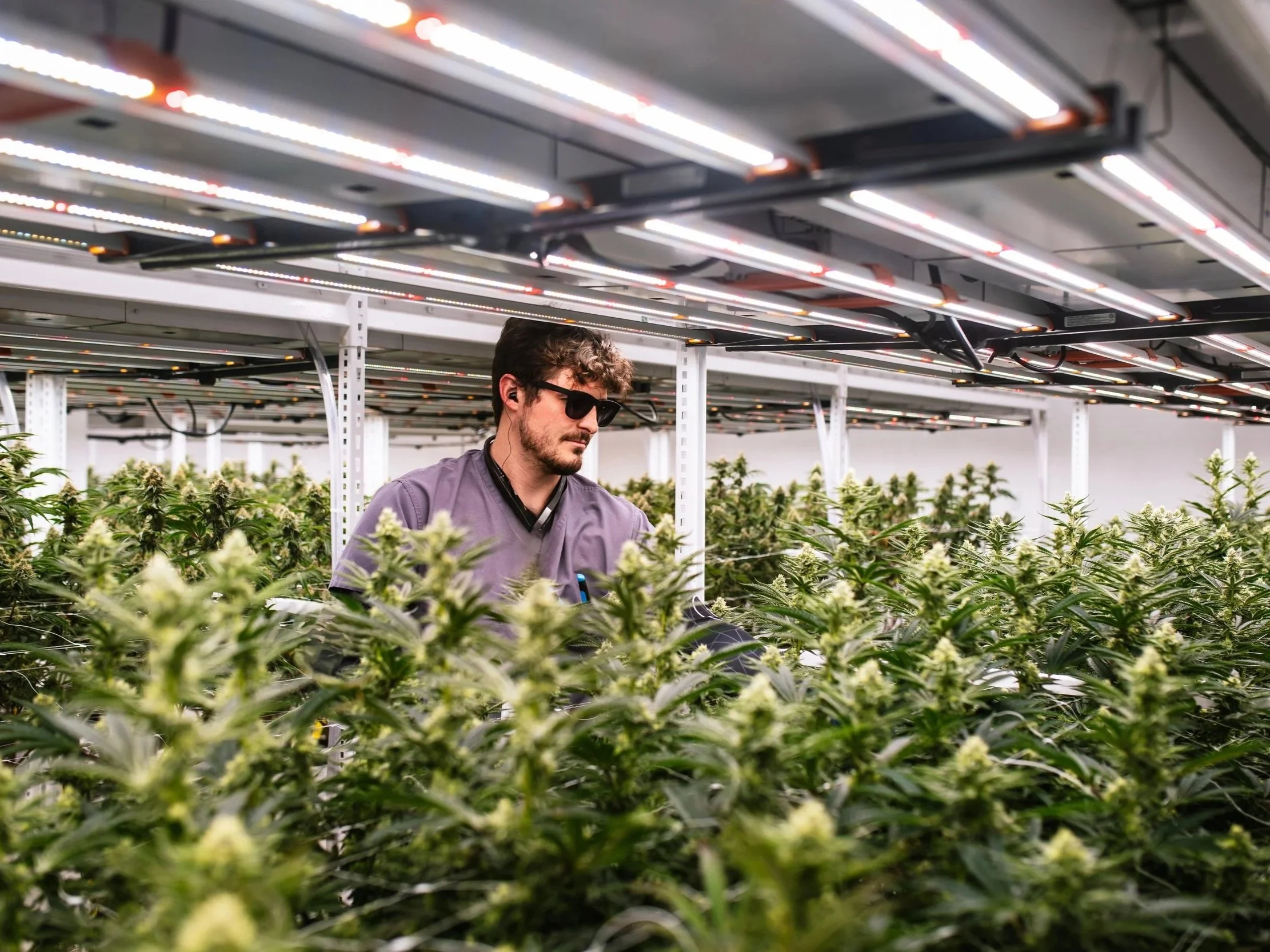 Cultivator standing in a bright grow room surrounded by full, bushy cropscrop