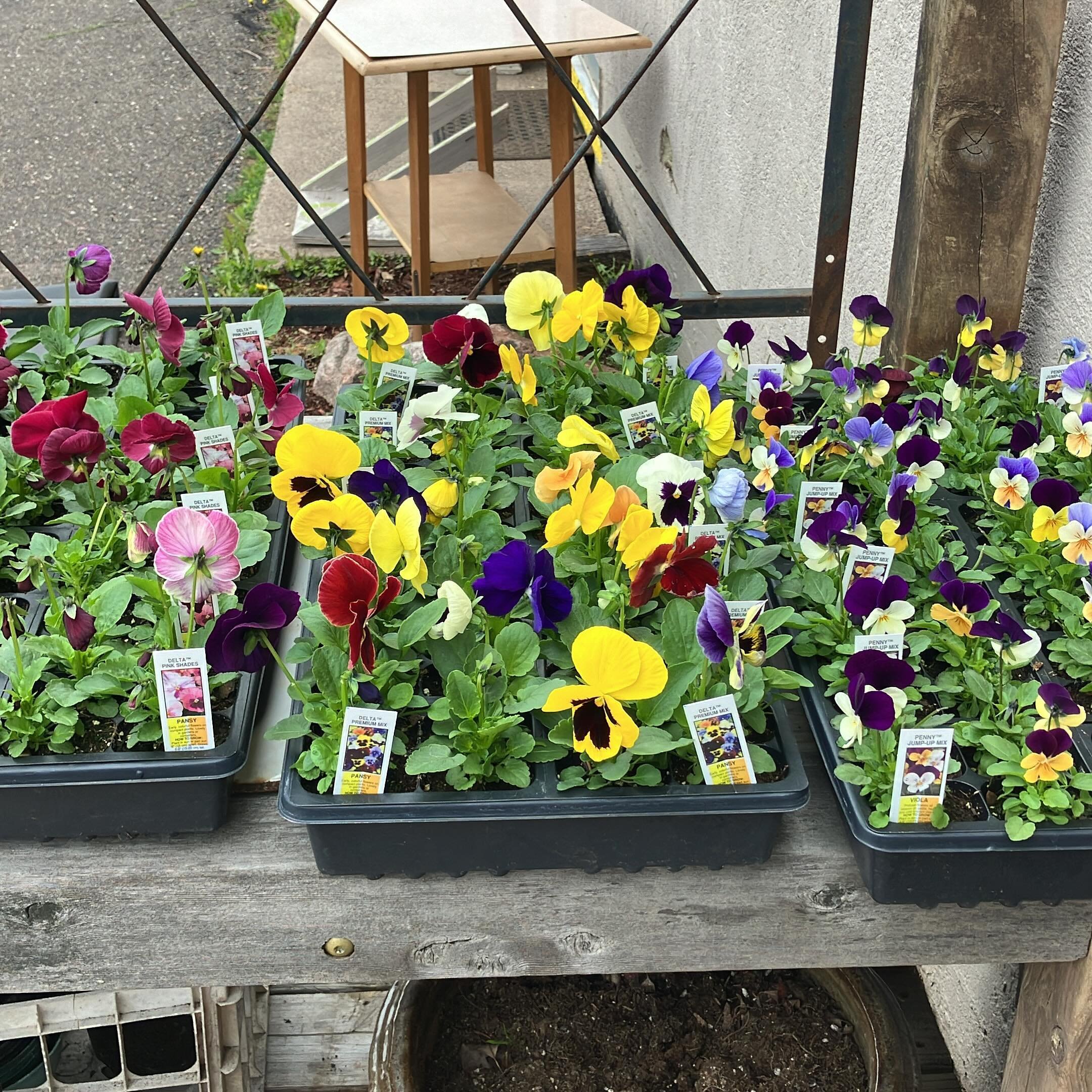 Pretty pansy&rsquo;s! And lots of other beauties. Greenhouse is now open!
