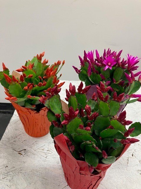 Spring Cactus