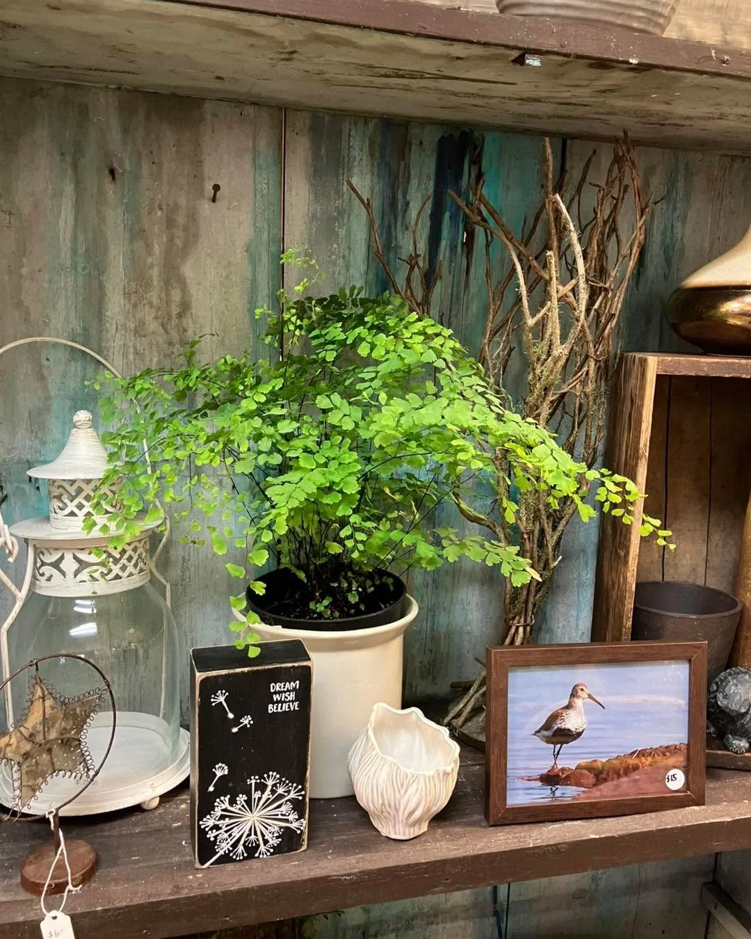 Open today from 10-4 Great stocking stuffers , gift baskets, and gorgeous holiday and regular plants !