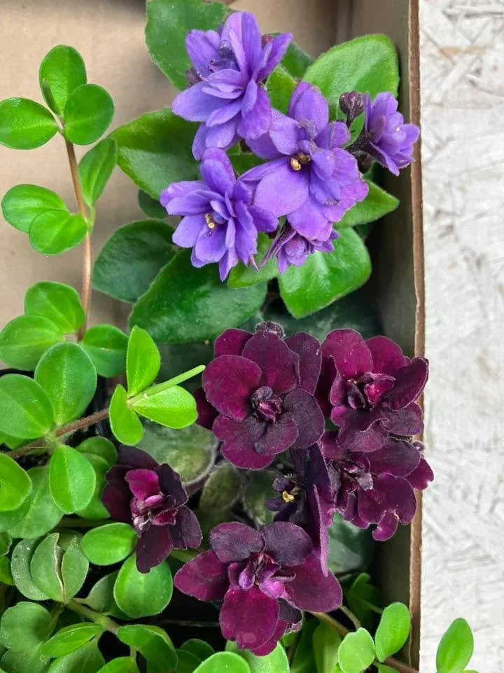 I said it before and I&rsquo;ll say it again. One of my favorite parts of owning this sweet little shop called Flourish Flowers is going to the wholesalers and different places away from here,  and bringing back trinkets and treasures and all kinds o