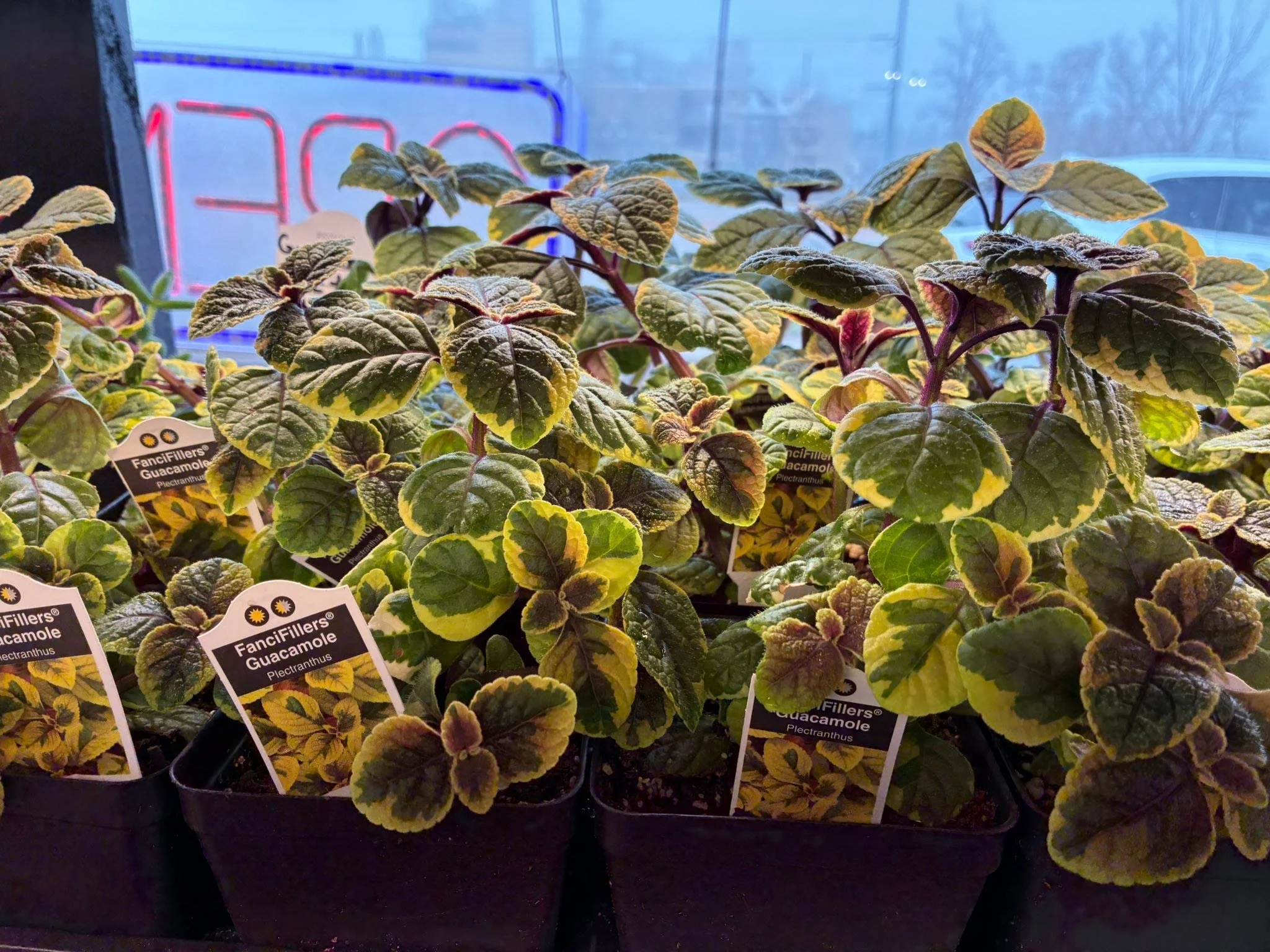 Have I mentioned that I have a lot of plants😅🤣💚 Greenhouse season will be awesome this year at  Flourish Flowers  #shoplocal #greenhouse2026 #plantlovercommunity