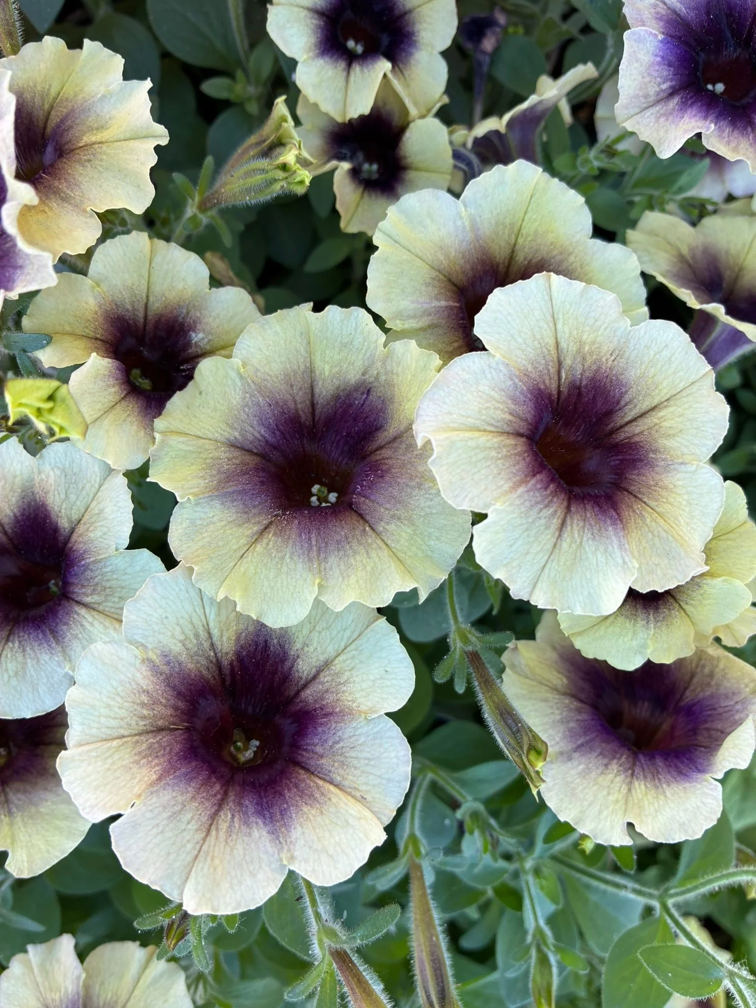 Couple more cold night temps- fingers crossed after that! Plants are looking really good  Flourish Flowers  come on down and see! I have ALOT of inventory this year:)