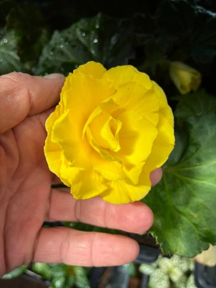 Where have all the flowers gone🎶 They are here Flourish Flowers ! Come on in and get stocked up on your garden plants!