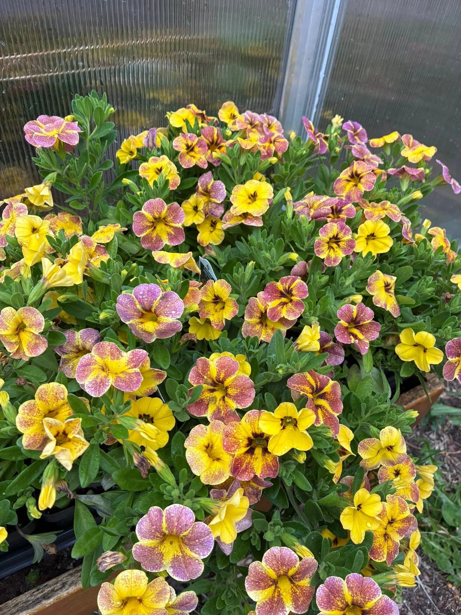 Gorgeous weather! And if you&rsquo;re looking for some beautiful plants, I still have a lot of perennials, annuals, planters, and all remaining vegetables are a buck:)