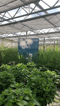20210525_151052000_iOS-Animiertes Bild (Groß).gif