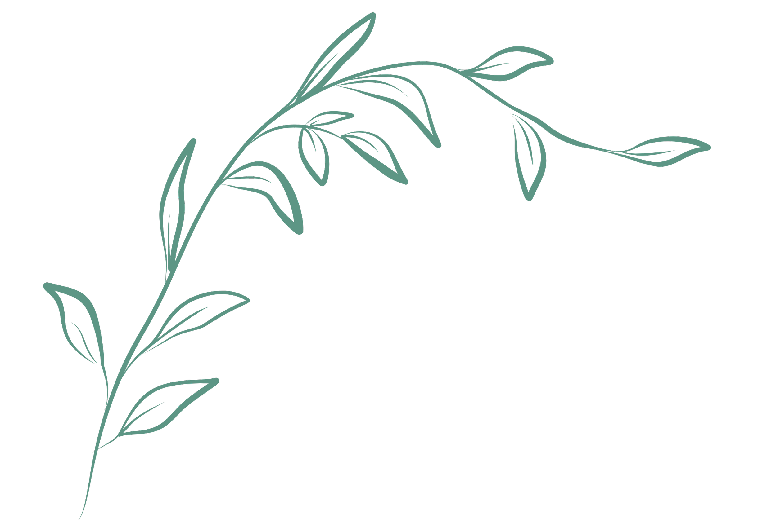 Line drawing of a leafy plant on a black background.