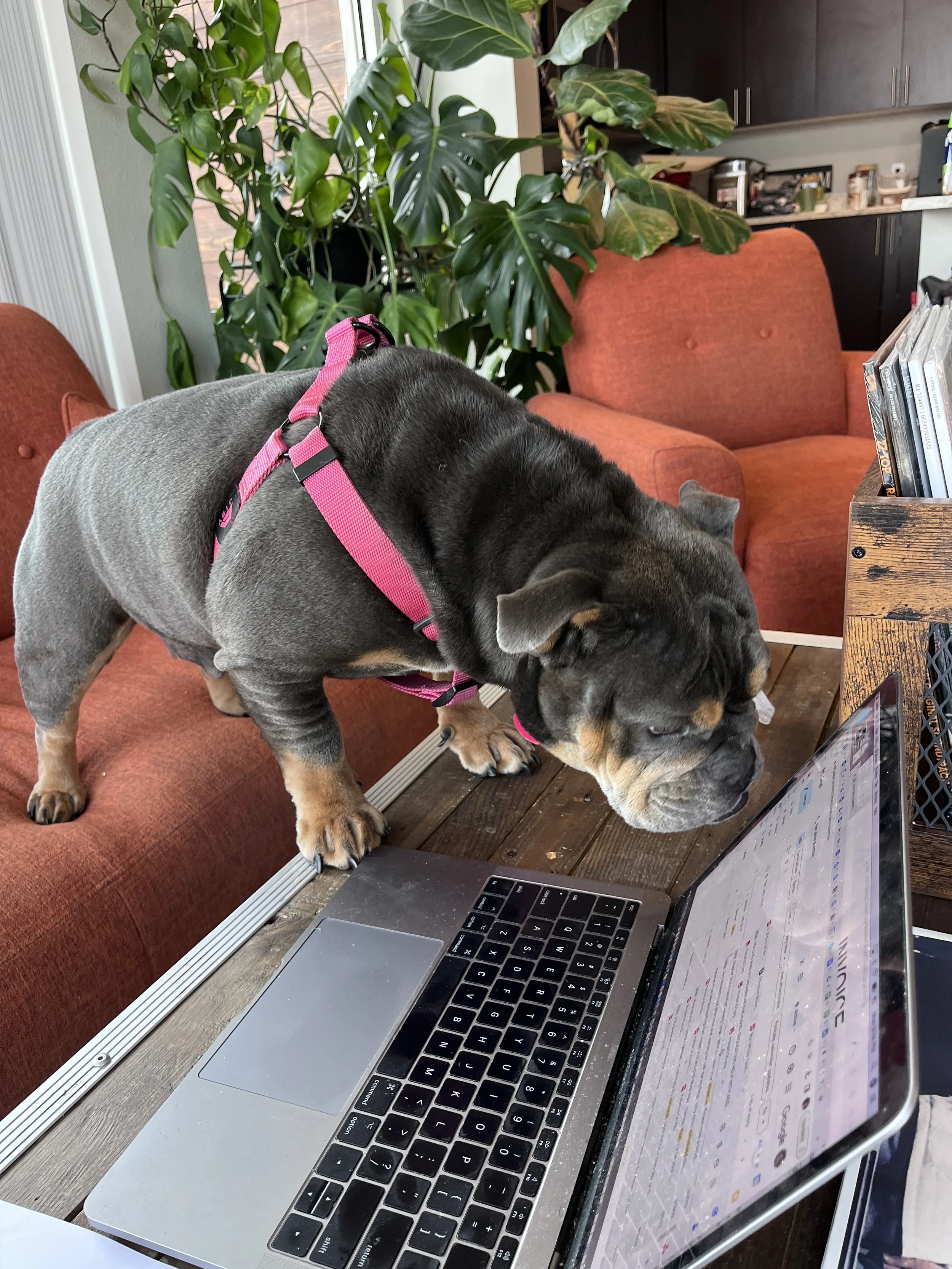 Blu Hard At Work.JPG