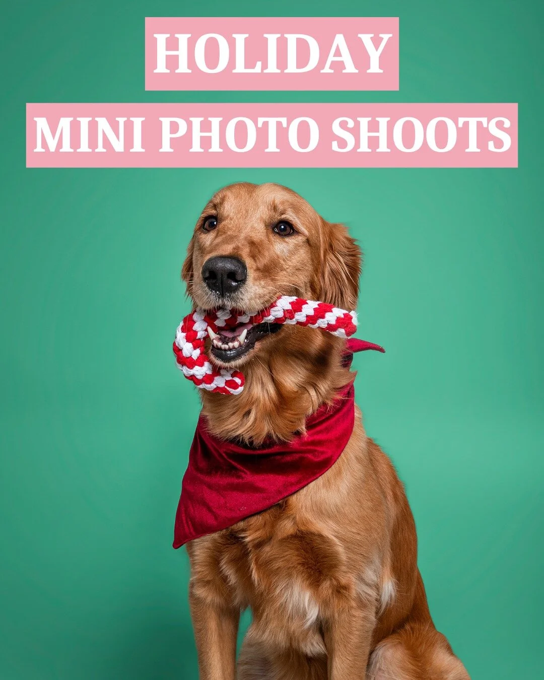 pet-photography-by-hannah
