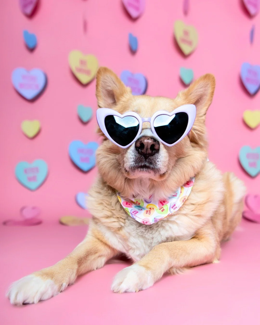 Get ready for another round of Valentine Pup Portraits! π
Book your spot now for this Sunday, Feb. 4th at @hairofthedog.az via the link in my bio. (Upcoming Photo Shoots). Walk-ins are welcome, but I highly recommend reserving your spot in advance