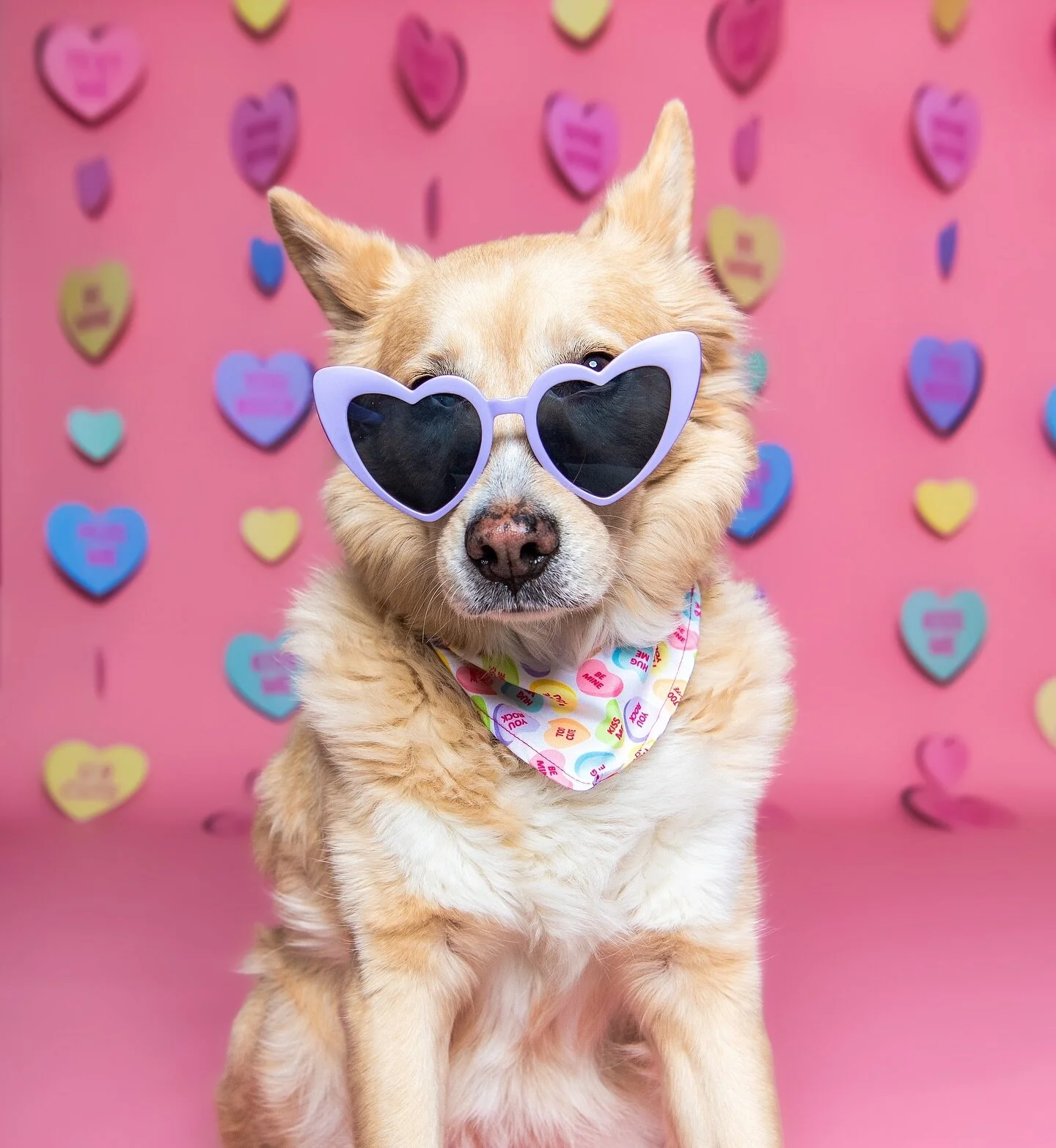 Looking for the perfect gift for your dog-loving significant other? Surprise your Valentine with professional photos of his/her dog! π
It’s not too late to reserve a spot for tomorrow’s Valentine’s photo shoot at  @hairofthedog.az