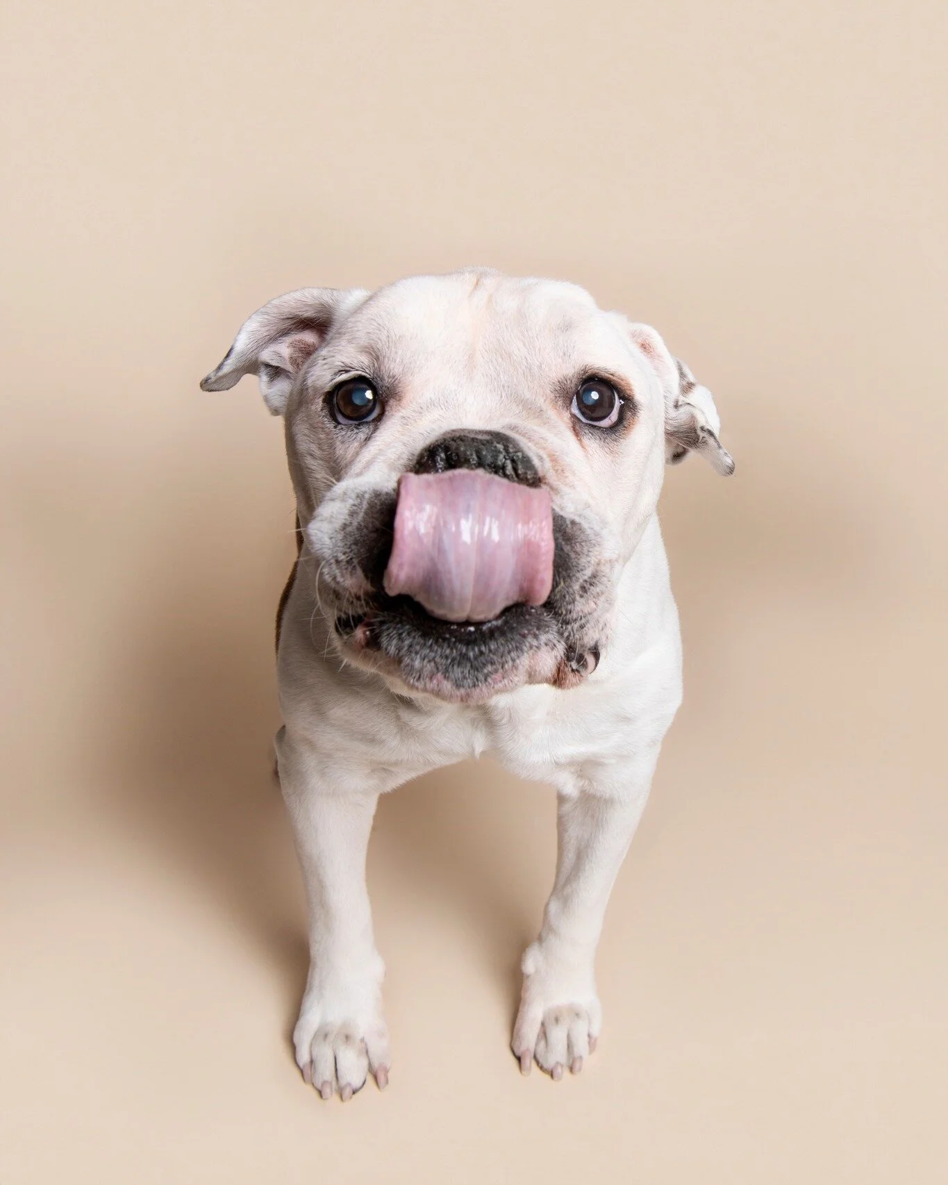 Just a little #tongueouttuesday photo dump ππ
 
#tot  #dogs #dogphotography #phoenix #dogphotos #phoenixdogs #phoenixpets #dogsofphoenix #rescuedogsofinstagram #petphotography #dogphotographer #dogmom  #dogsofinstagram #arizonadogs #dogsofig #bulld