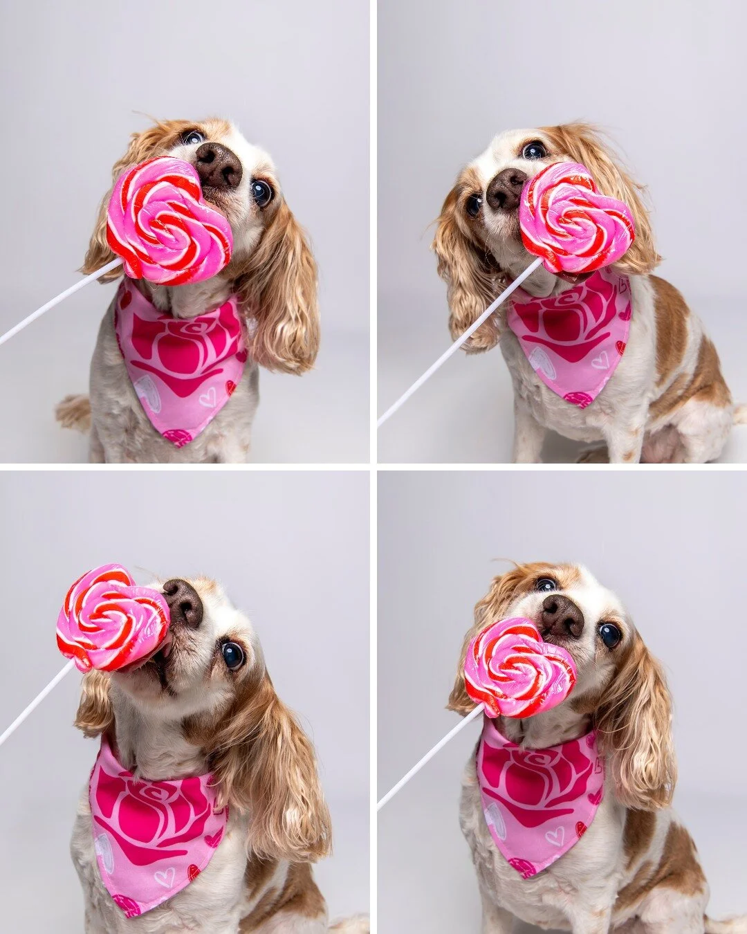 My little Valentines are sweet as candy π
 #dogs #dogphotography #phoenix #rescuedog #dogmom #dogphotographer #petphotography #rescuedogsofinstagram #dogsofphoenix #phoenixpets #dogphotos #PhoenixAZ #doglovers #dogphotos #dogphotoshoot #arizona #do