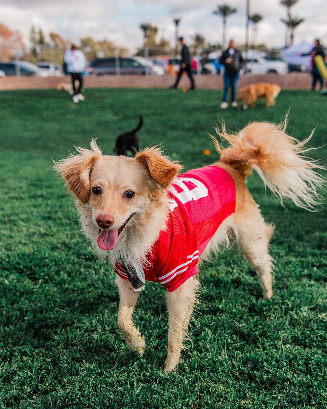 Happy Super Bowl Sunday 🏈

Yesterday's Bark Bowl at @thebarkingbodega was so much fun and made for some amazing action shots! If you were at yesterday's event and want to see the full gallery, you can visit it via the link in my bio. 

 #dogsofinsta