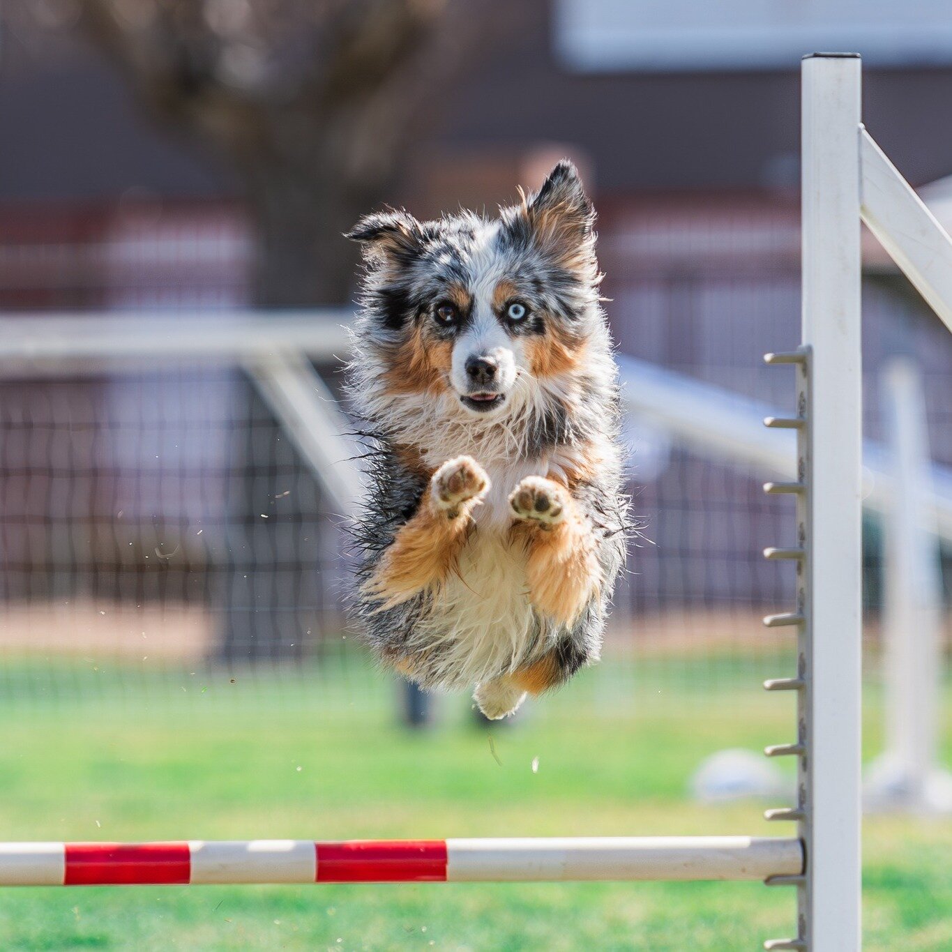 I had the pleasure of photographing an agility trial last weekend and it was SO much fun! I am hooked! I don't know much about agility and how the scoring system works, but in my head, I awarded extra points to the following:

🐾 Dogs who barked the 