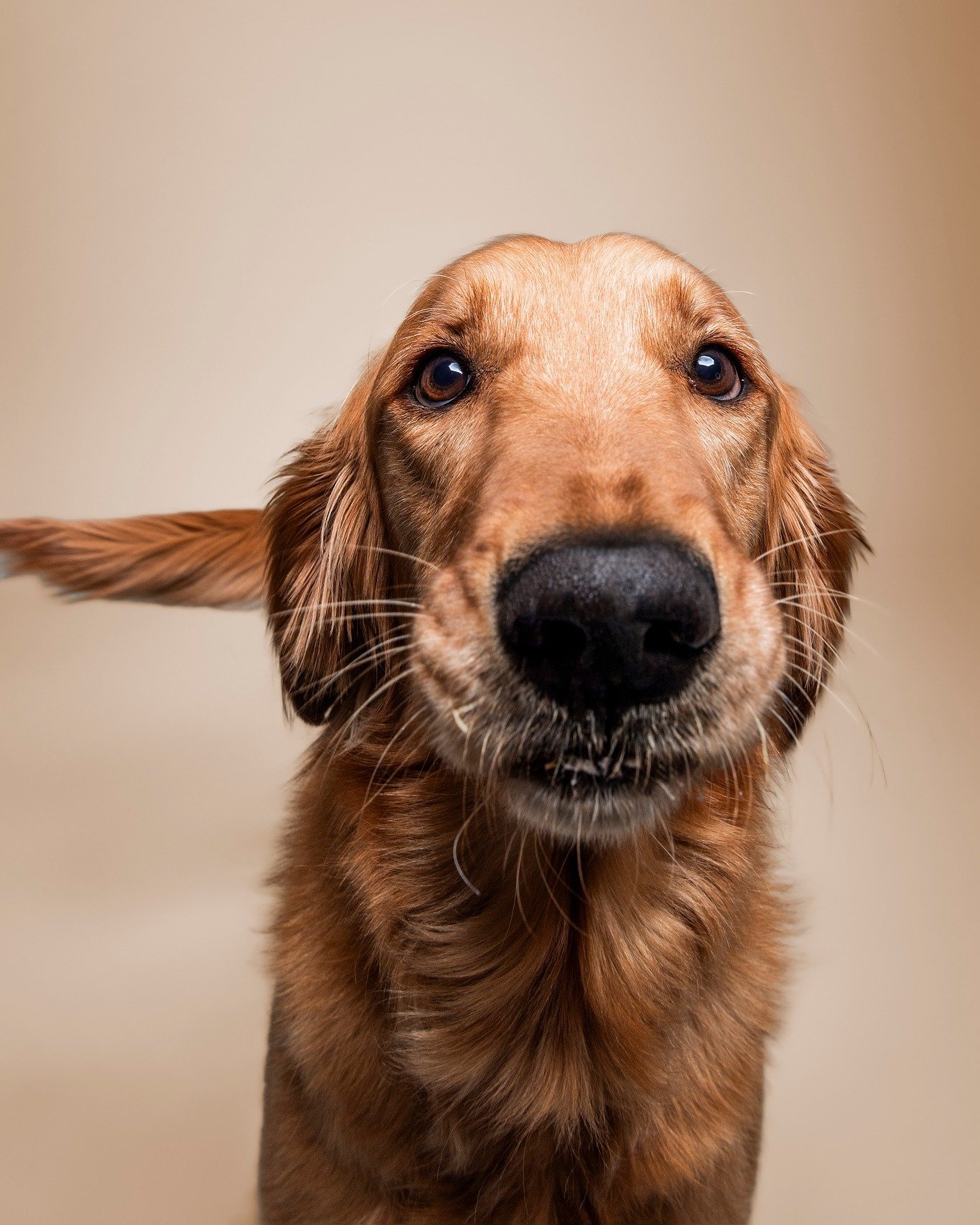 Ready for your close-up? 🐶

Looking for a fun (and productive) summer activity to do with your dog that doesn't involve being out in the Arizona sun? You can book an indoor, air-conditioned photo session with me! I'll even bring the studio to you so