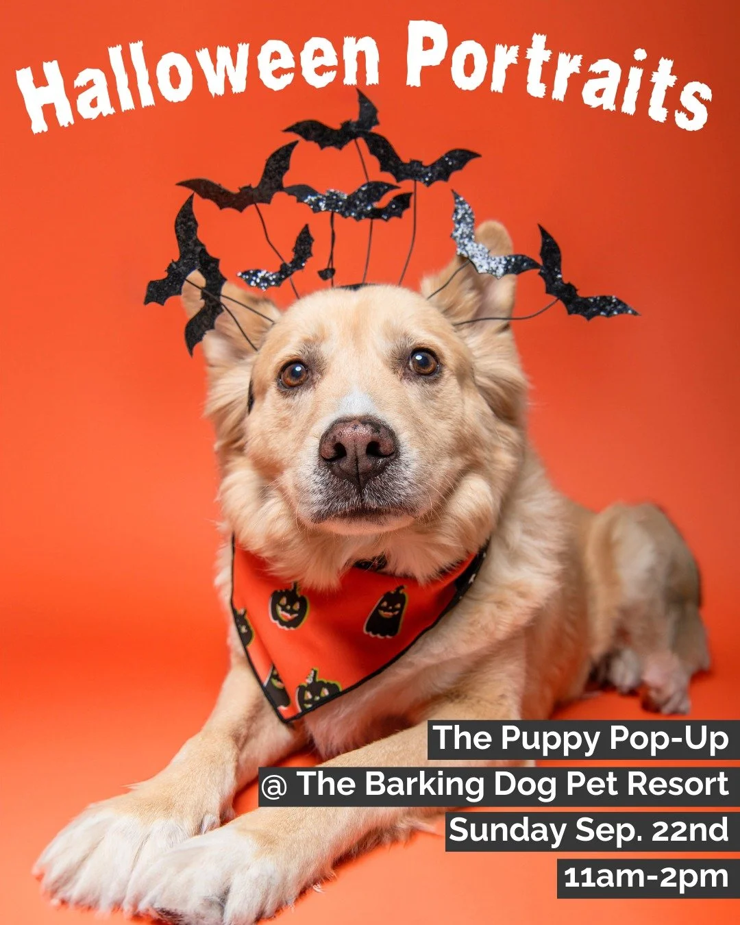 No weekend plans? Meet me at @thebarkingdogltd this Sunday for the Puppy Pop Up, an indoor pet-friendly market and social event where I will be taking Halloween Pup Portraits! This will be my only Halloween mini-shoot event for the season, so you won