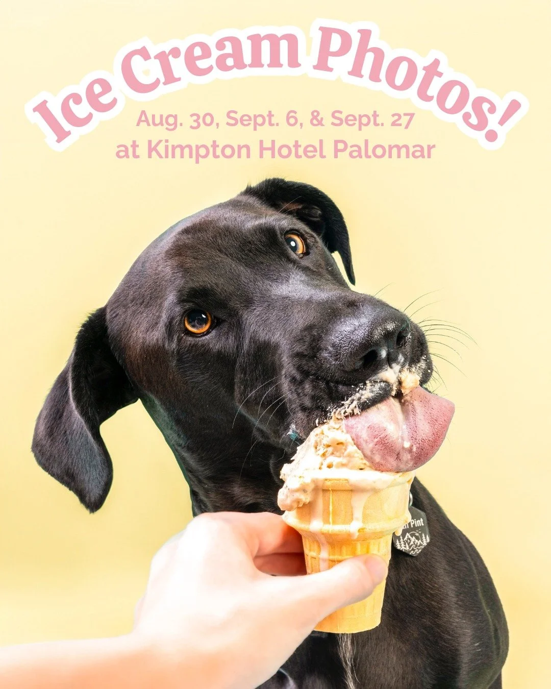 Let's gooo! 🍦🍦🍦 Summer's not over yet, and it's still plenty hot outside to cool your pup down with a nice sweet treat.

🐾 What: 3 photos for $30. Ice cream provided.

🐾 When: 
Saturday, August 30th from 12pm-4pm
Saturday, September 6th from 11a