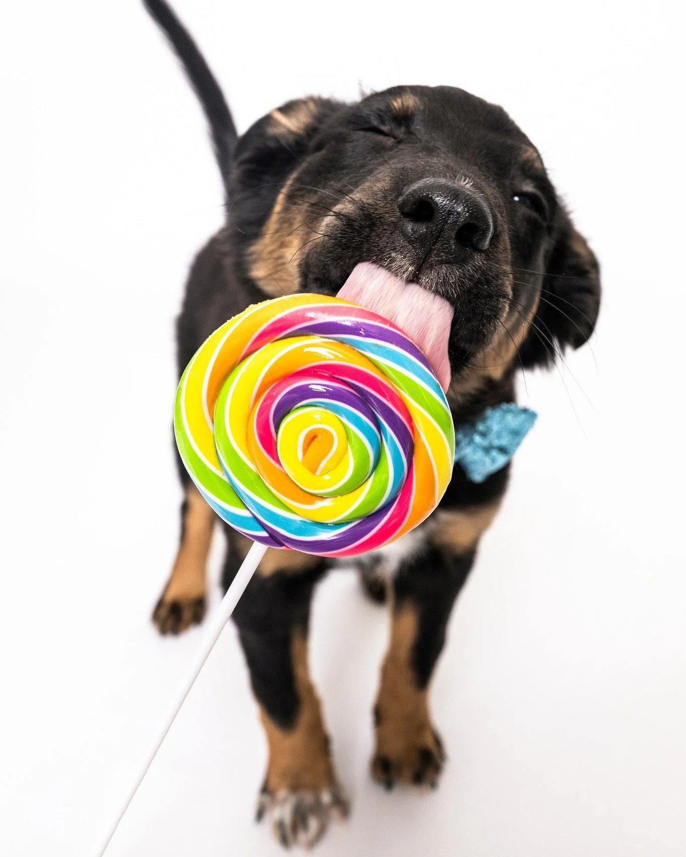 Had the pleasure of photographing this sweet little guy recently, an alum from @almostthererescue now named Sai who is living his best life with his super cool parents who wanted to do a photo shoot to commemorate his puppyhood. 

Every time I do a s